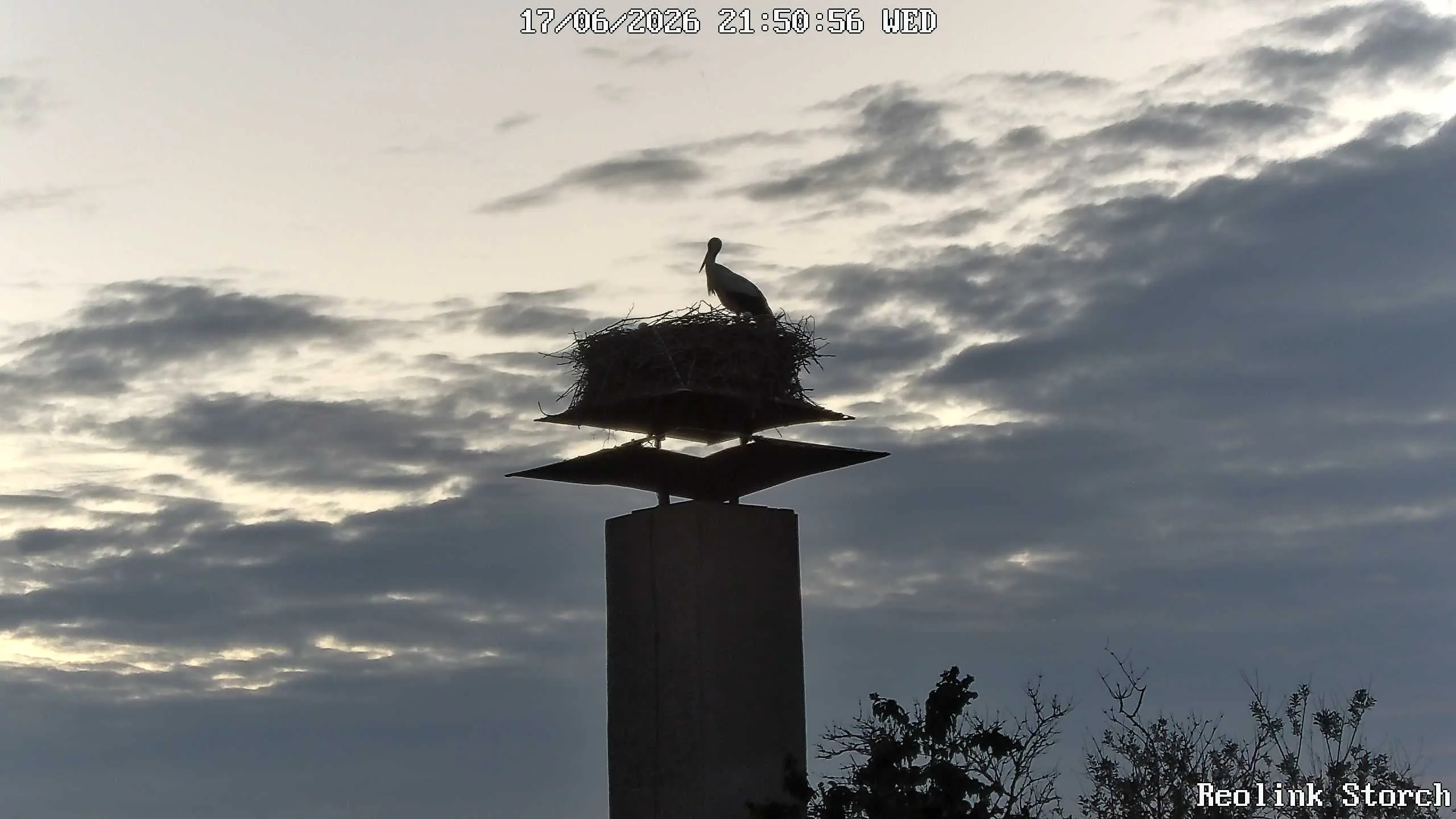 Storchencam Bild