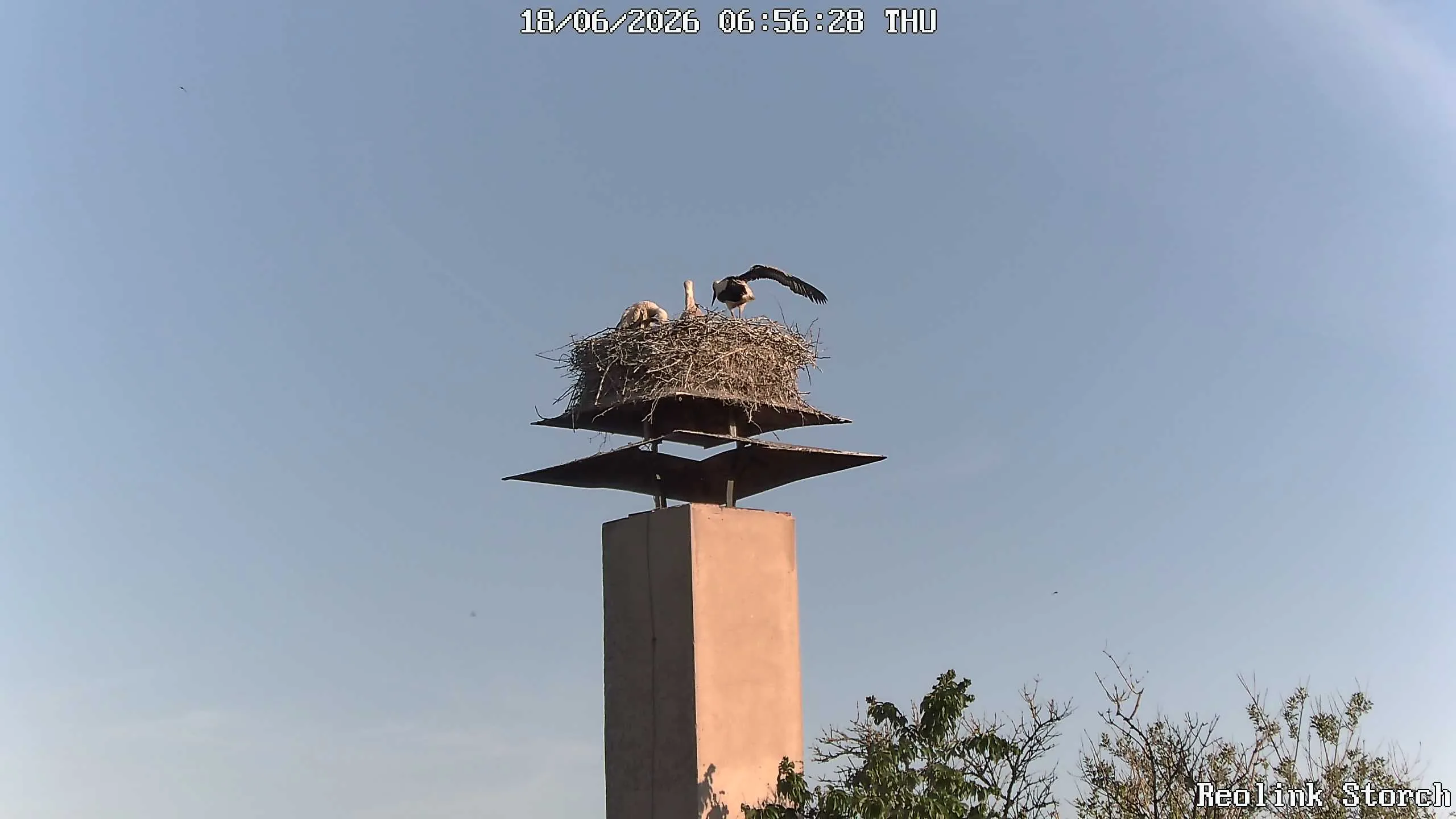 Storchencam Bild