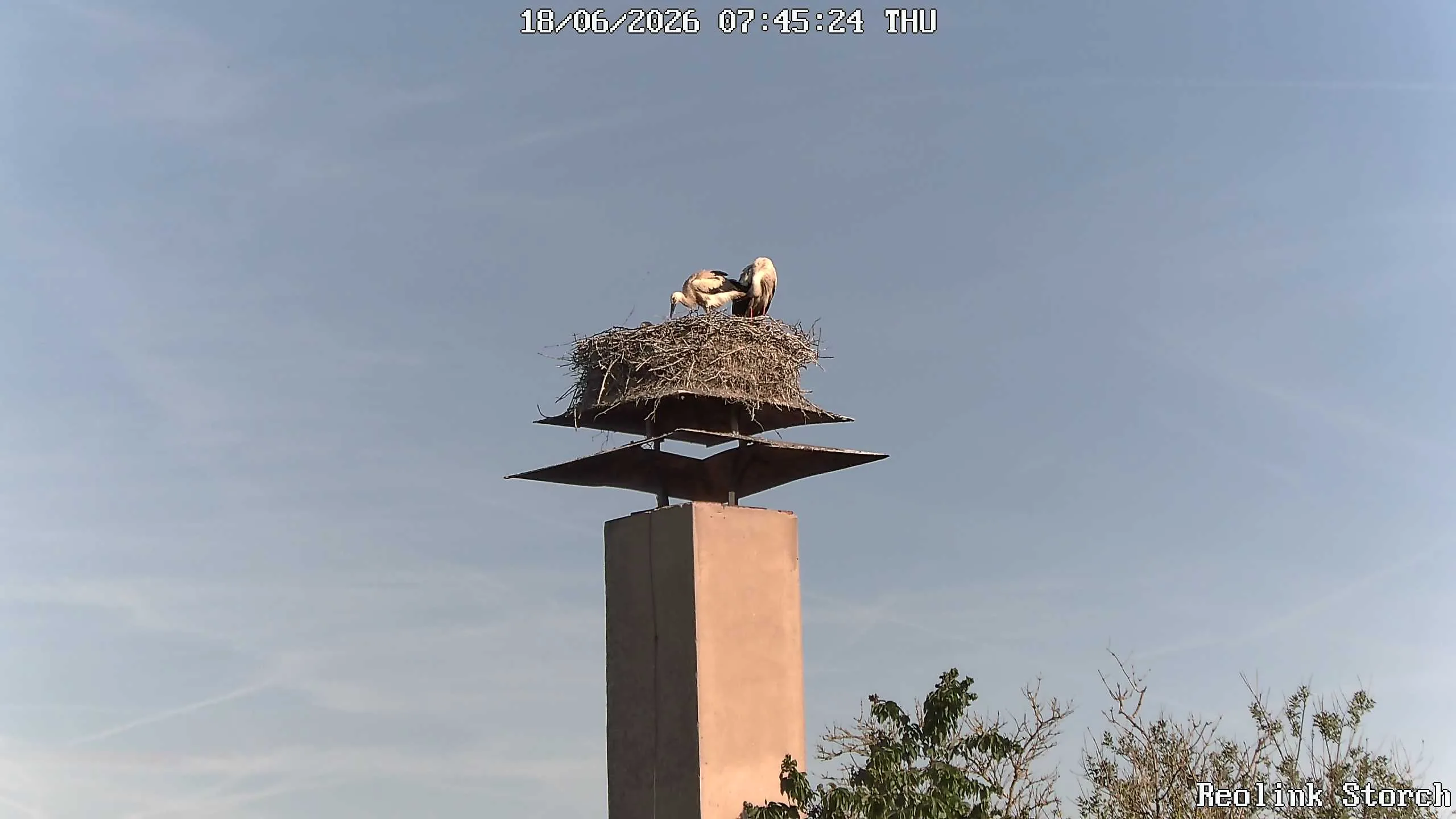 Storchencam Bild