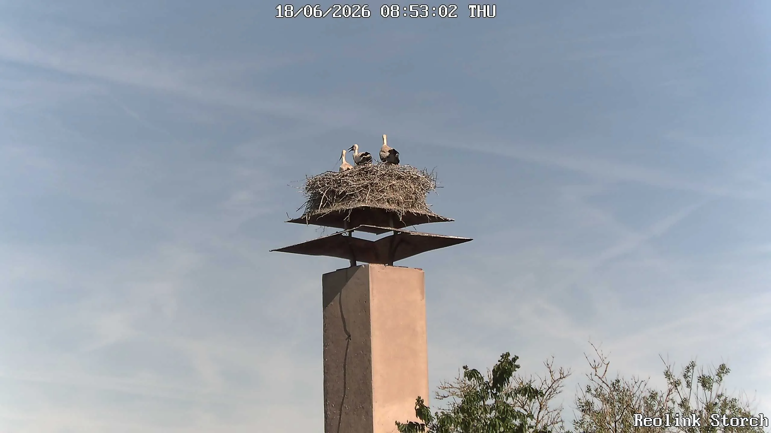 Storchencam Bild