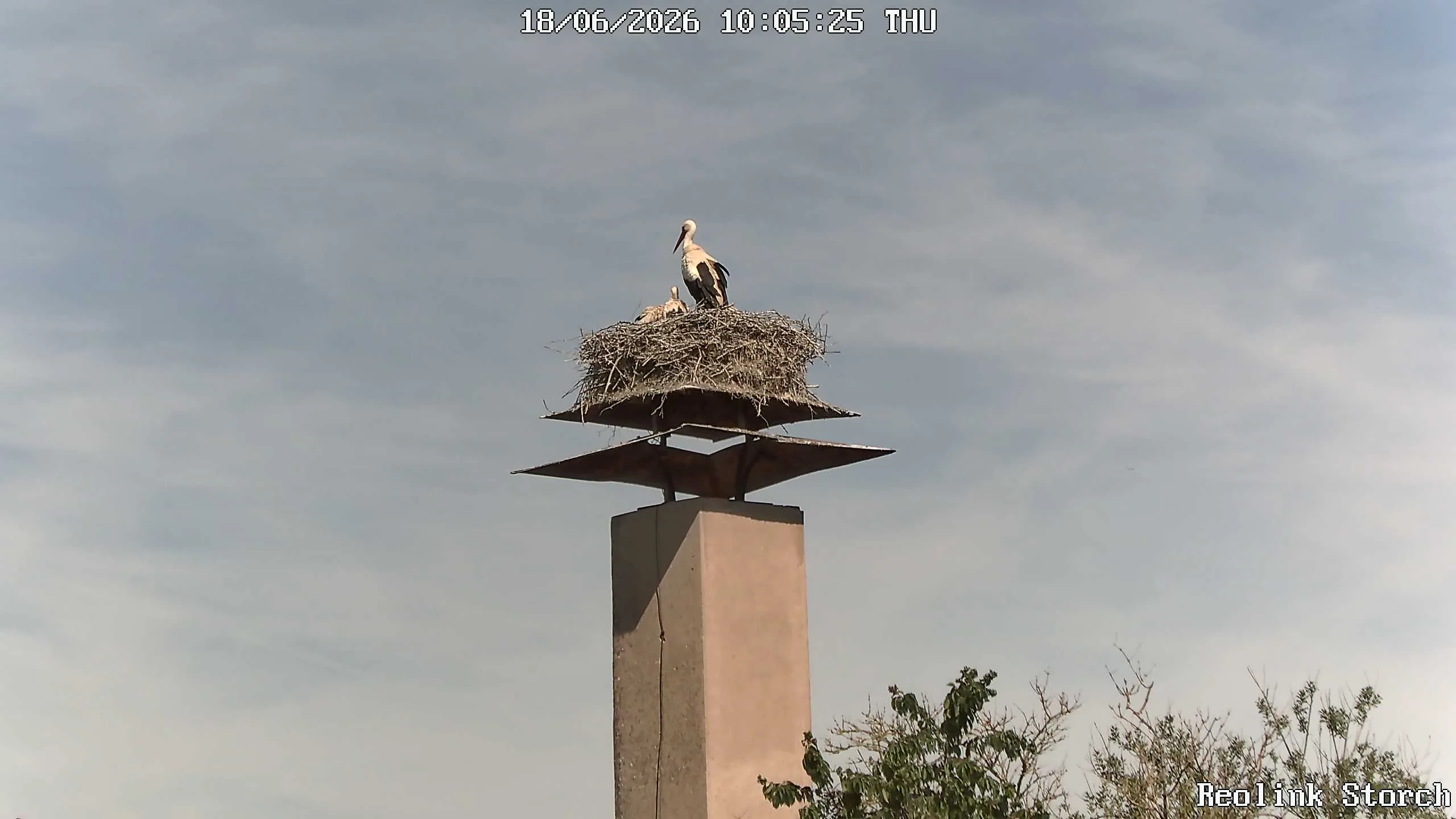 Storchencam Bild