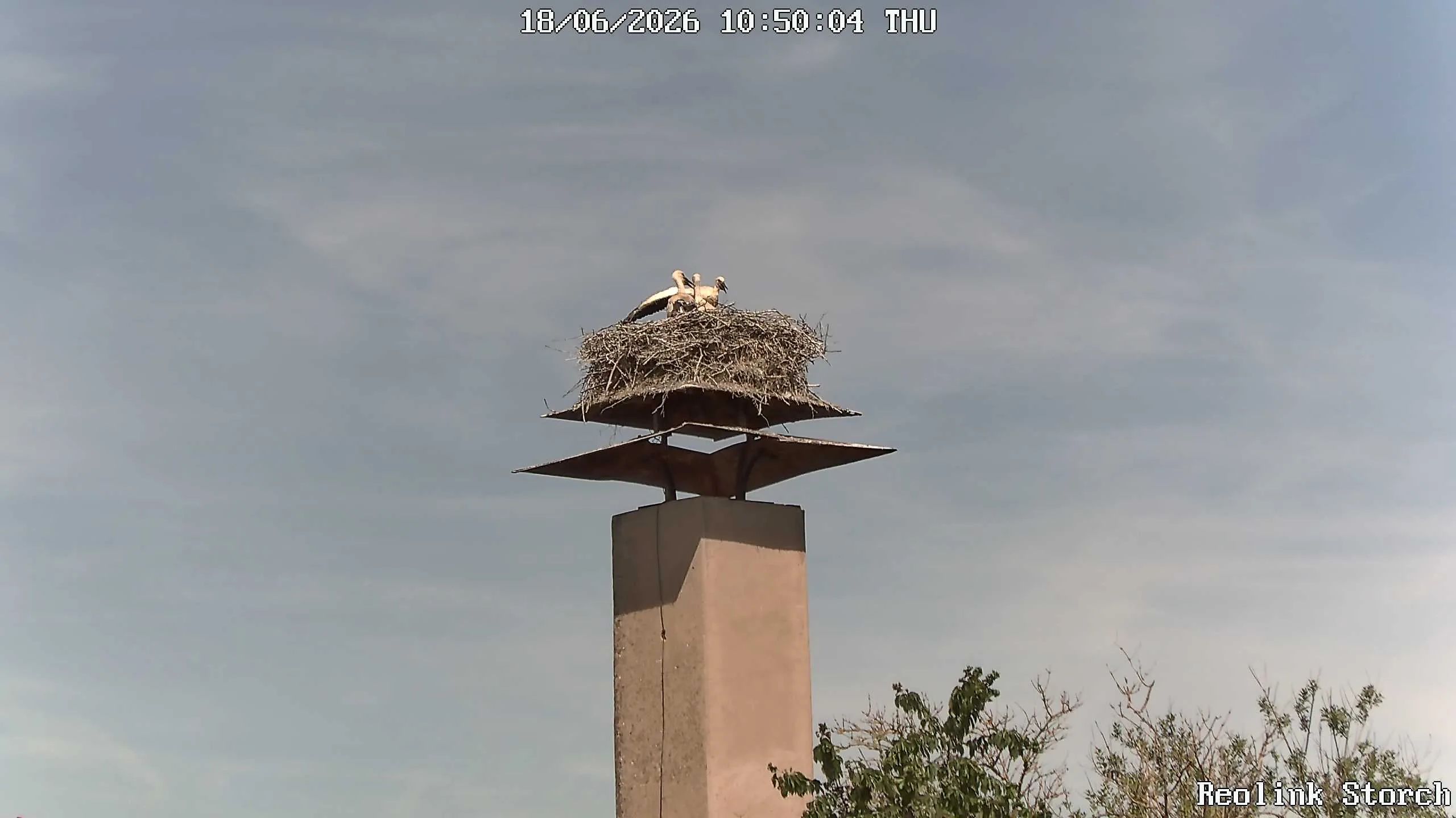 Storchencam Bild