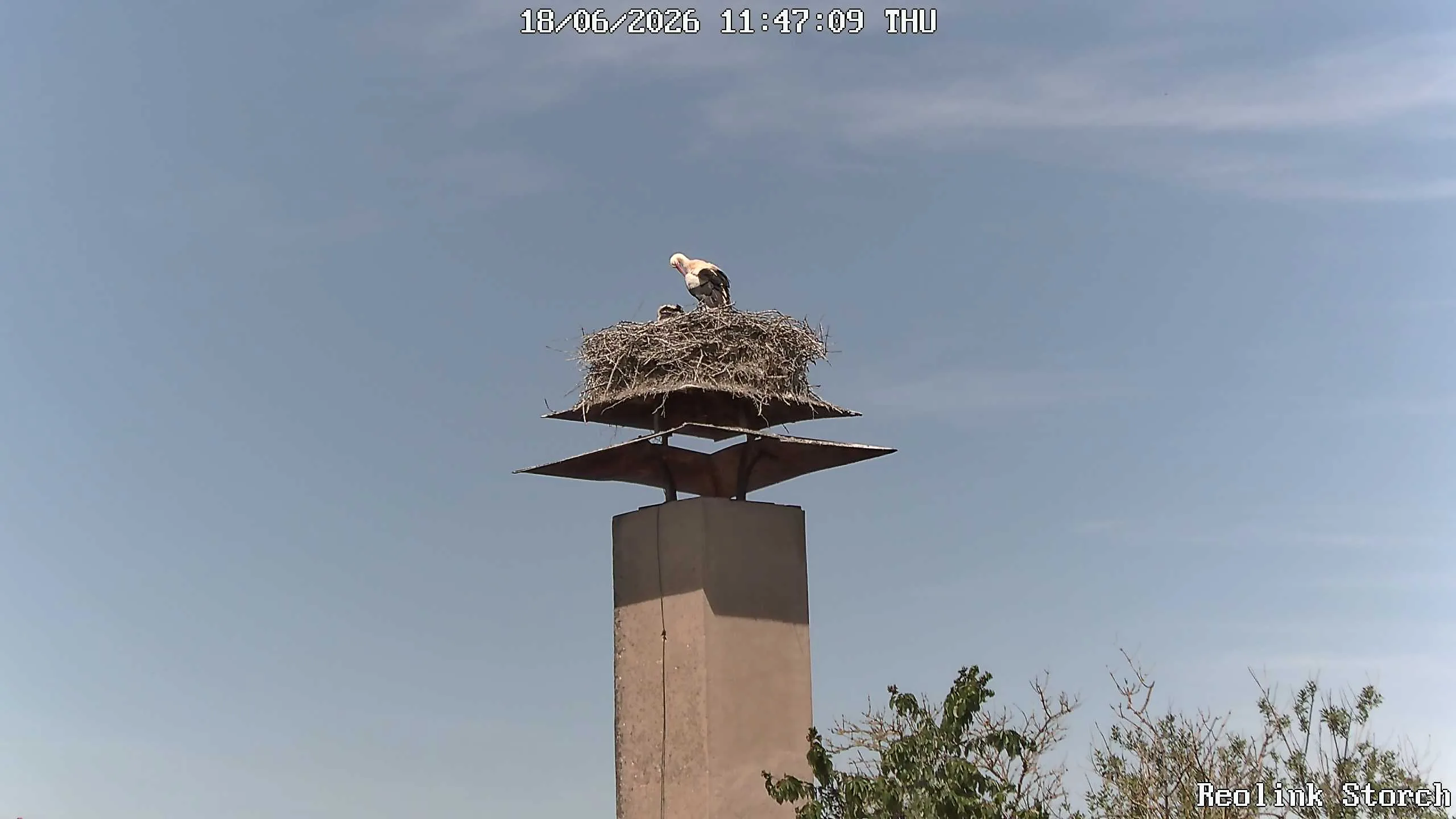Storchencam Bild