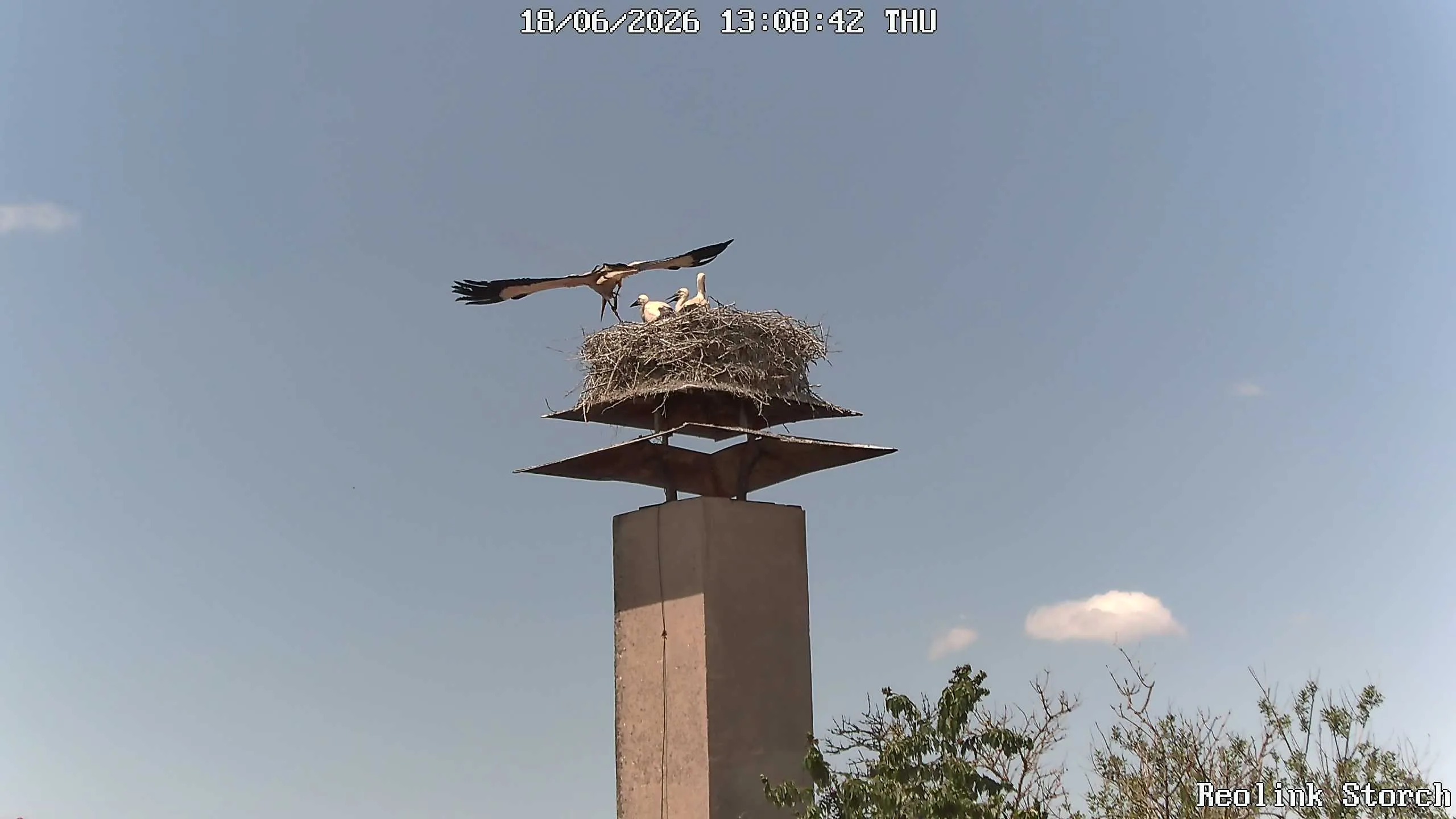 Storchencam Bild