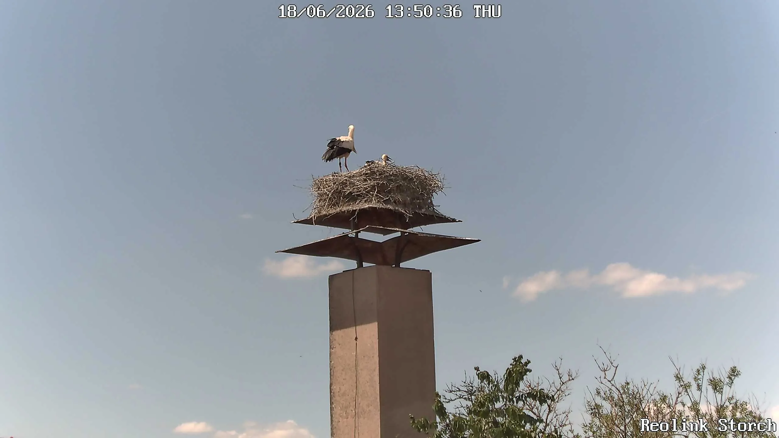 Storchencam Bild