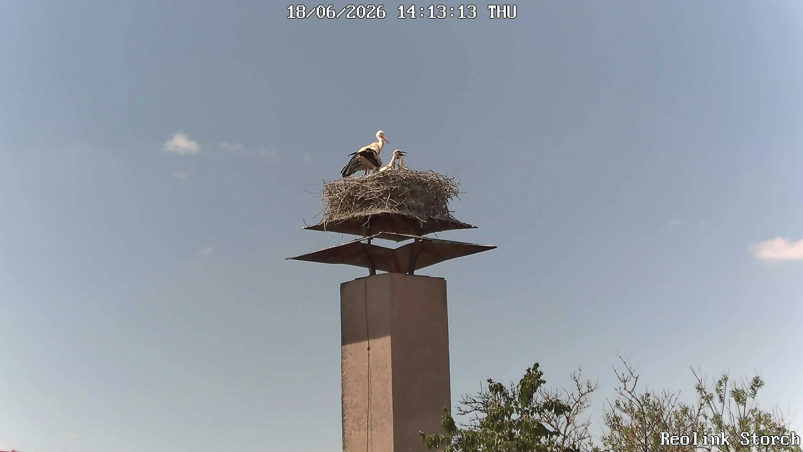 Storchencam Bild