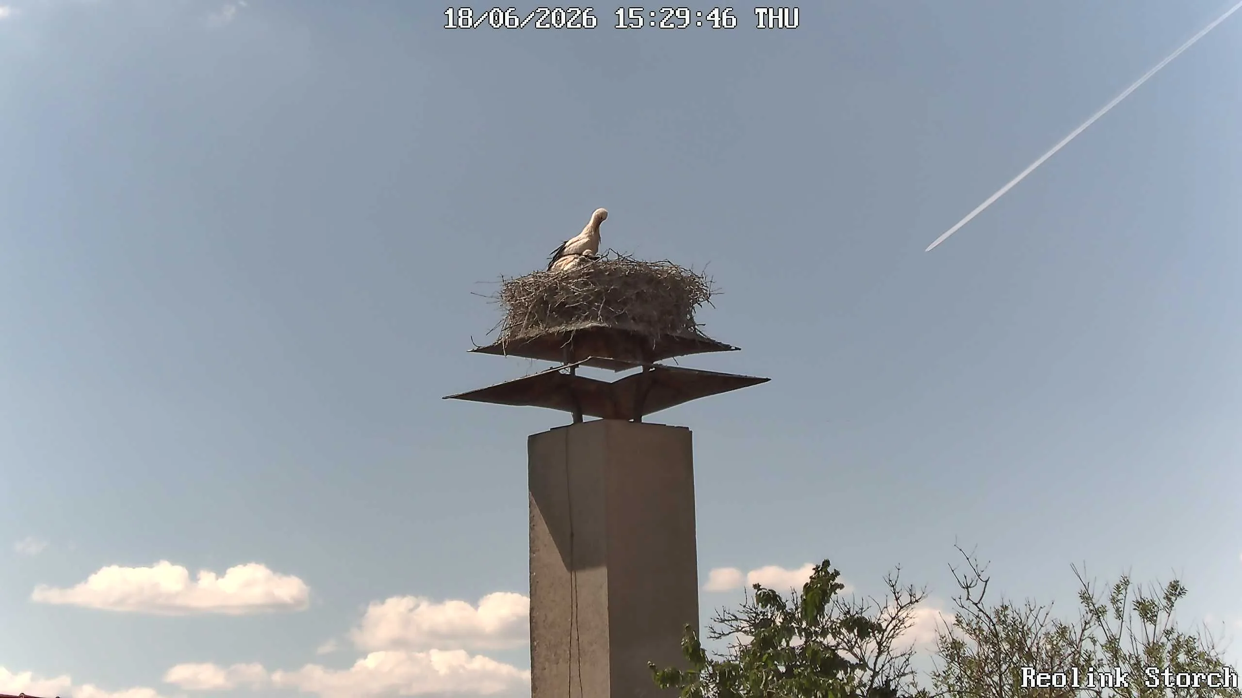 Storchencam Bild