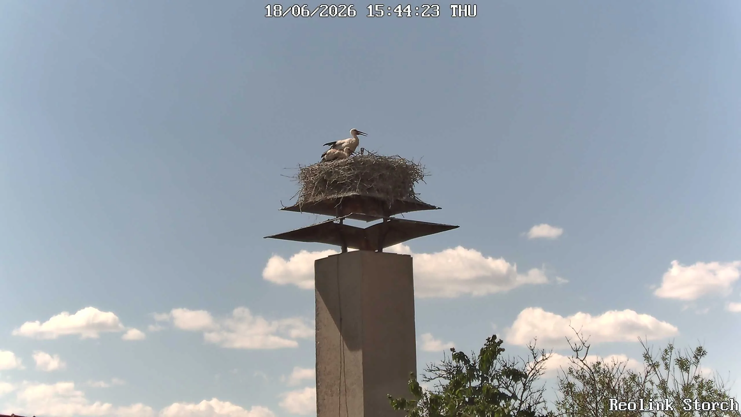 Storchencam Bild