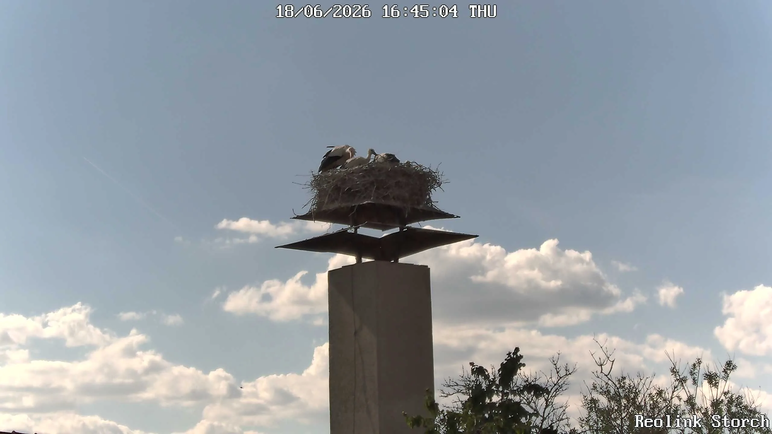 Storchencam Bild