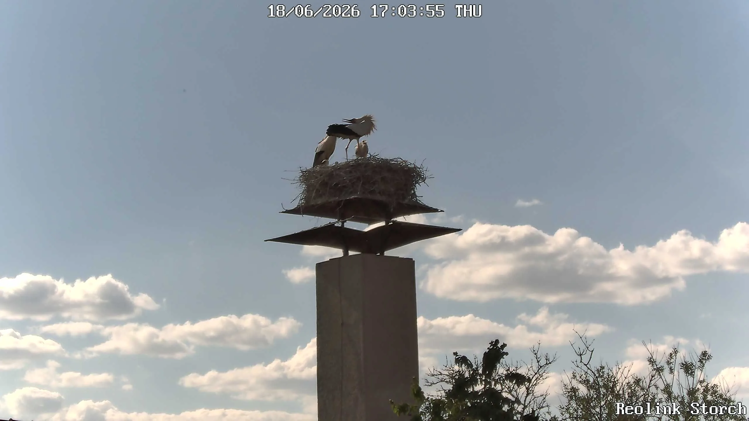 Storchencam Bild