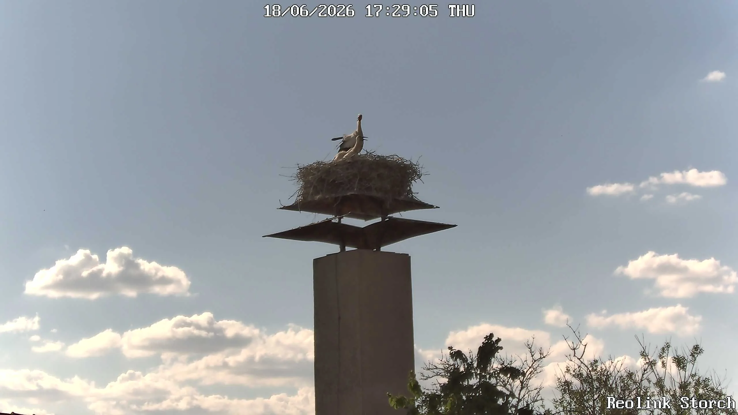 Storchencam Bild