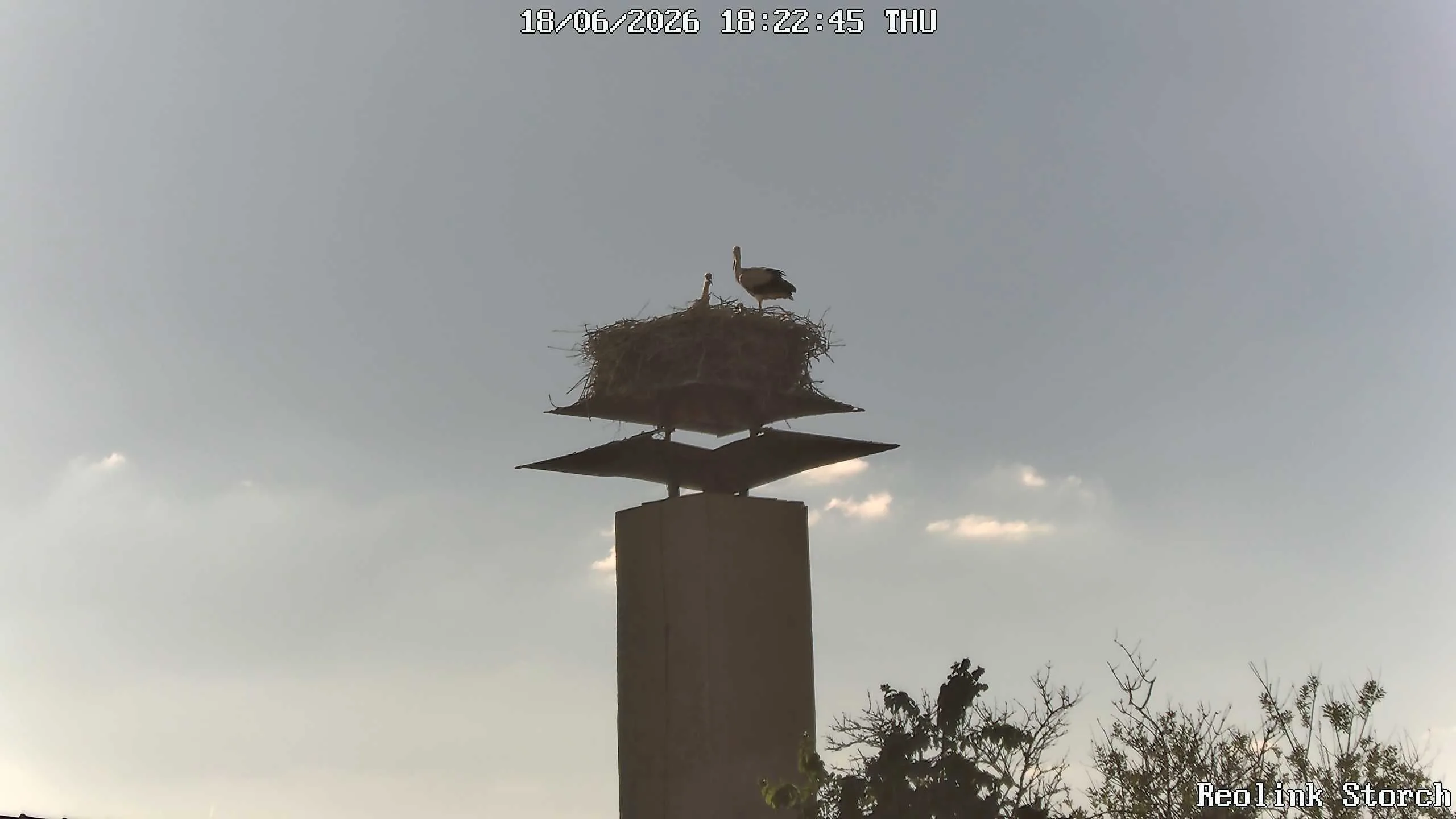 Storchencam Bild
