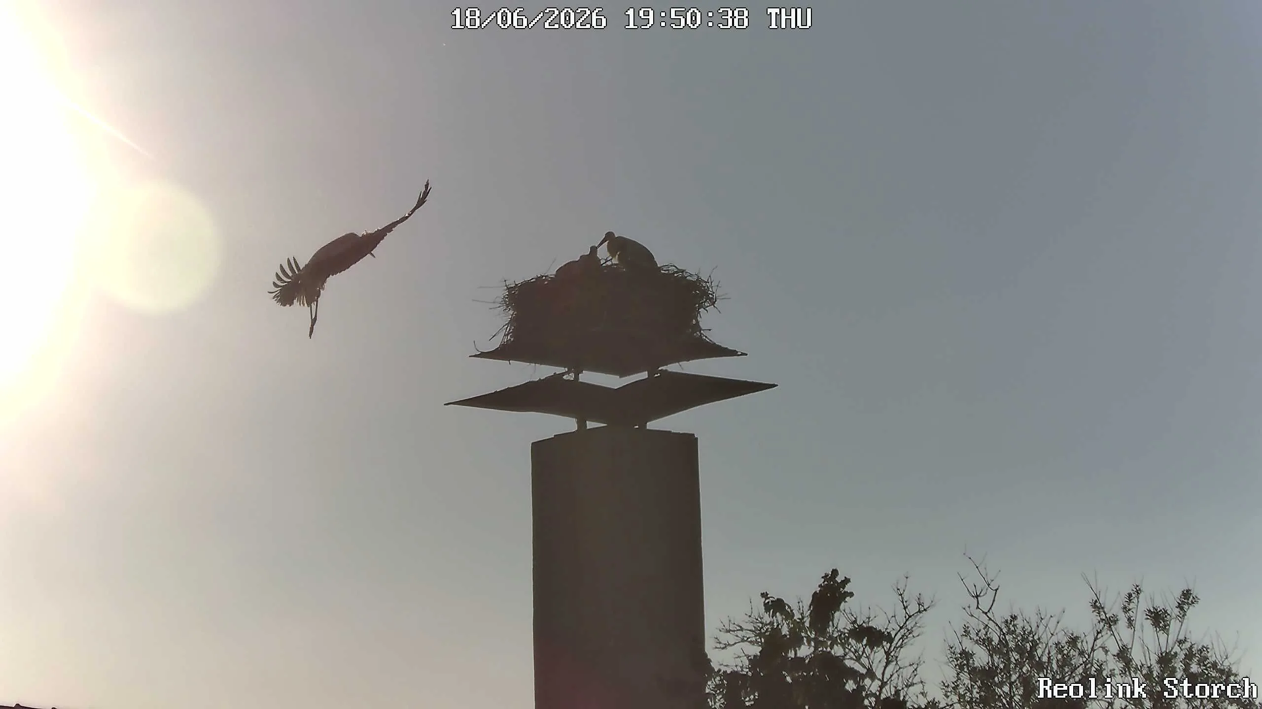 Storchencam Bild