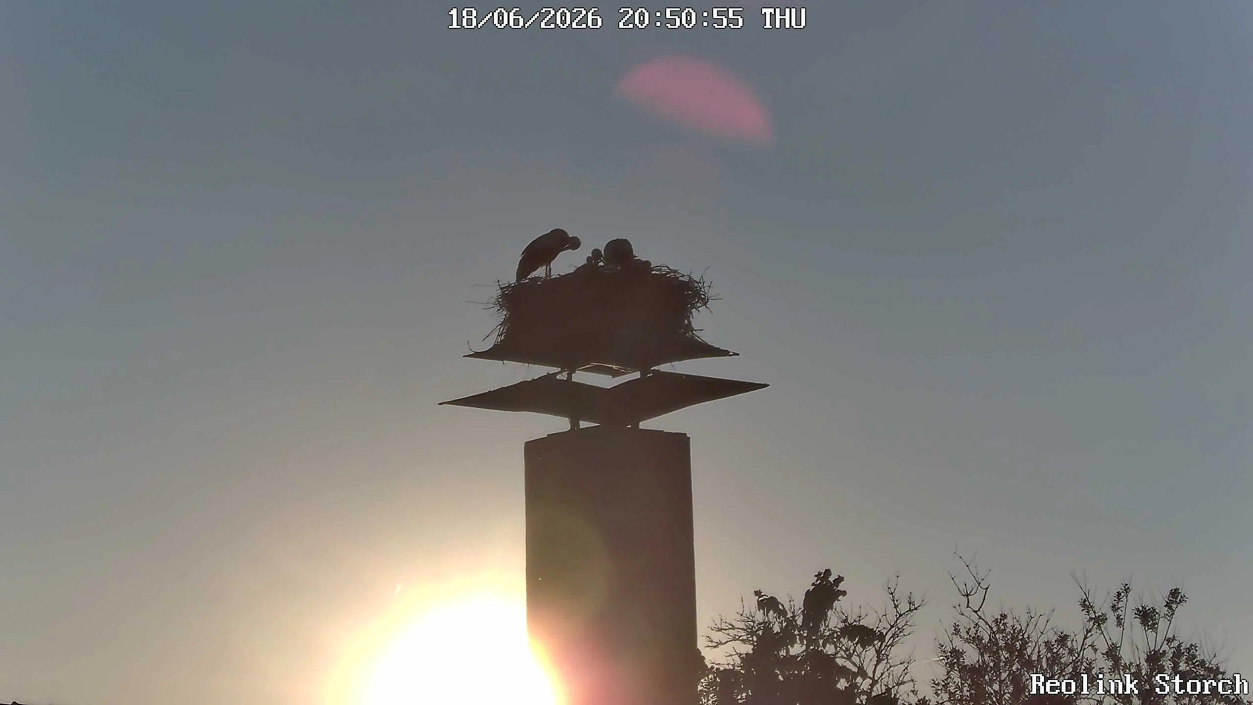 Storchencam Bild