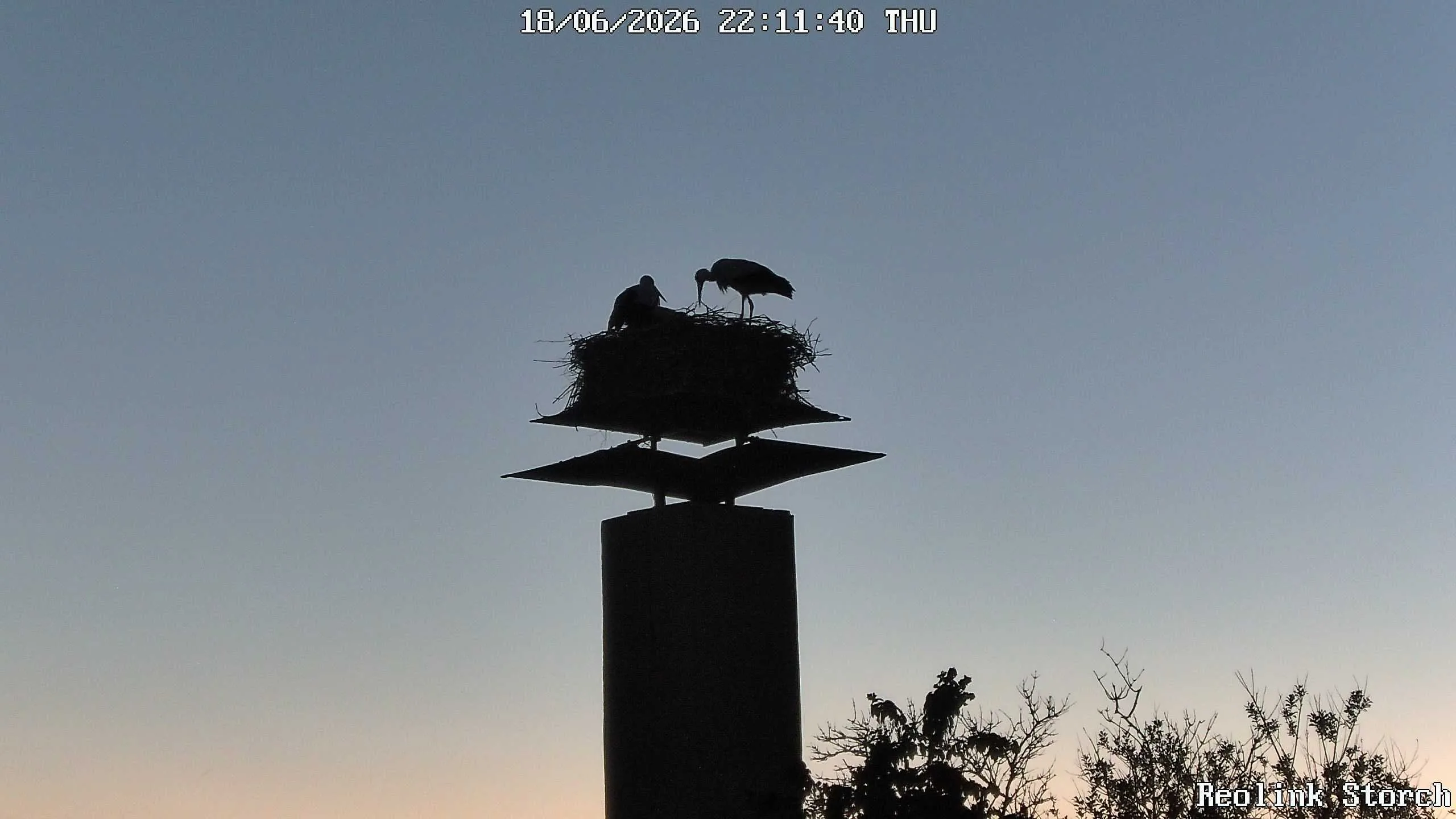 Storchencam Bild
