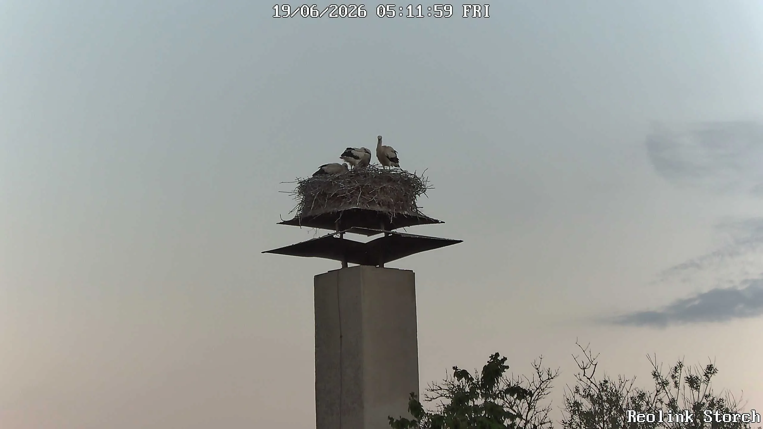 Storchencam Bild