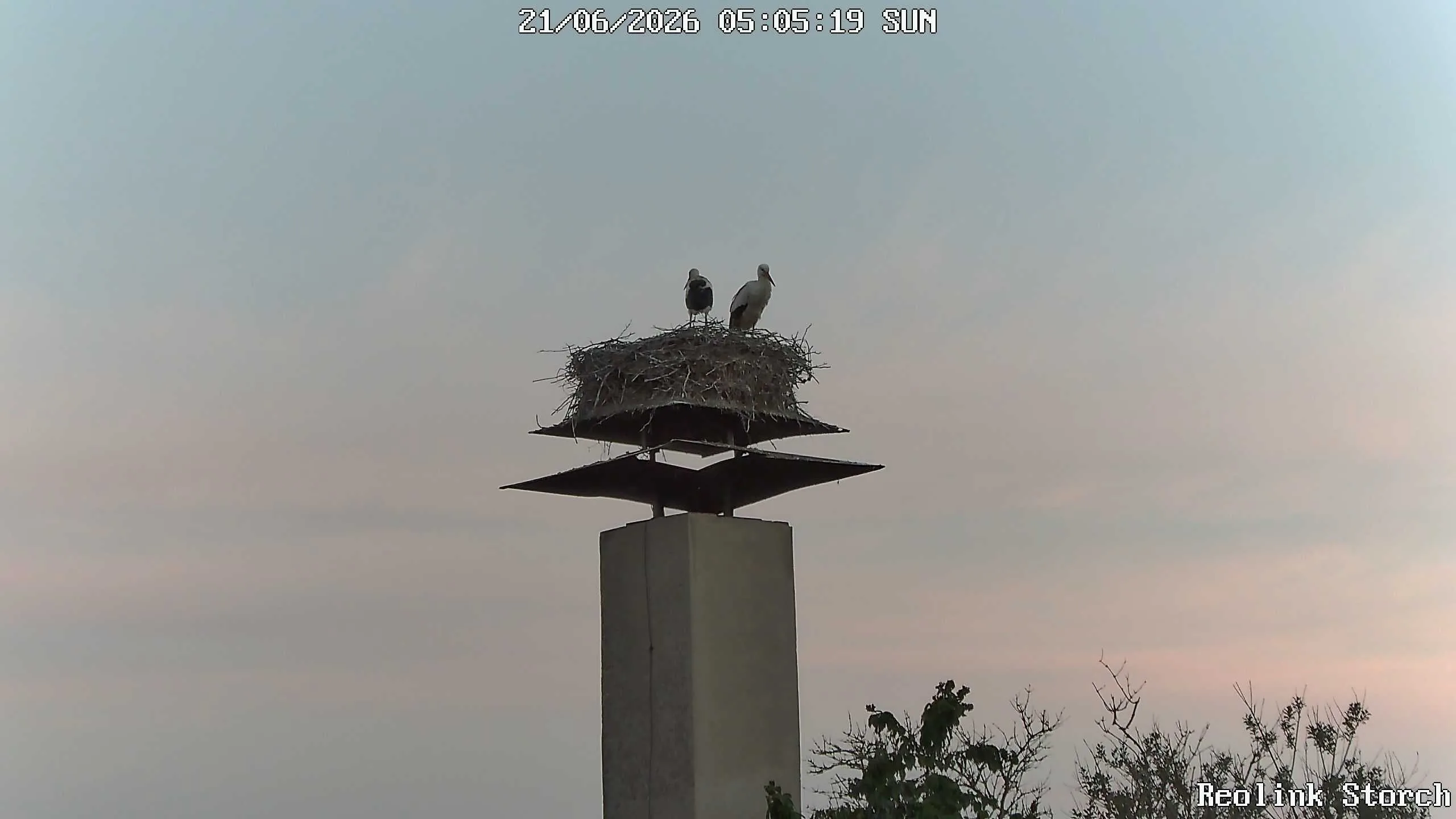 Storchencam Bild