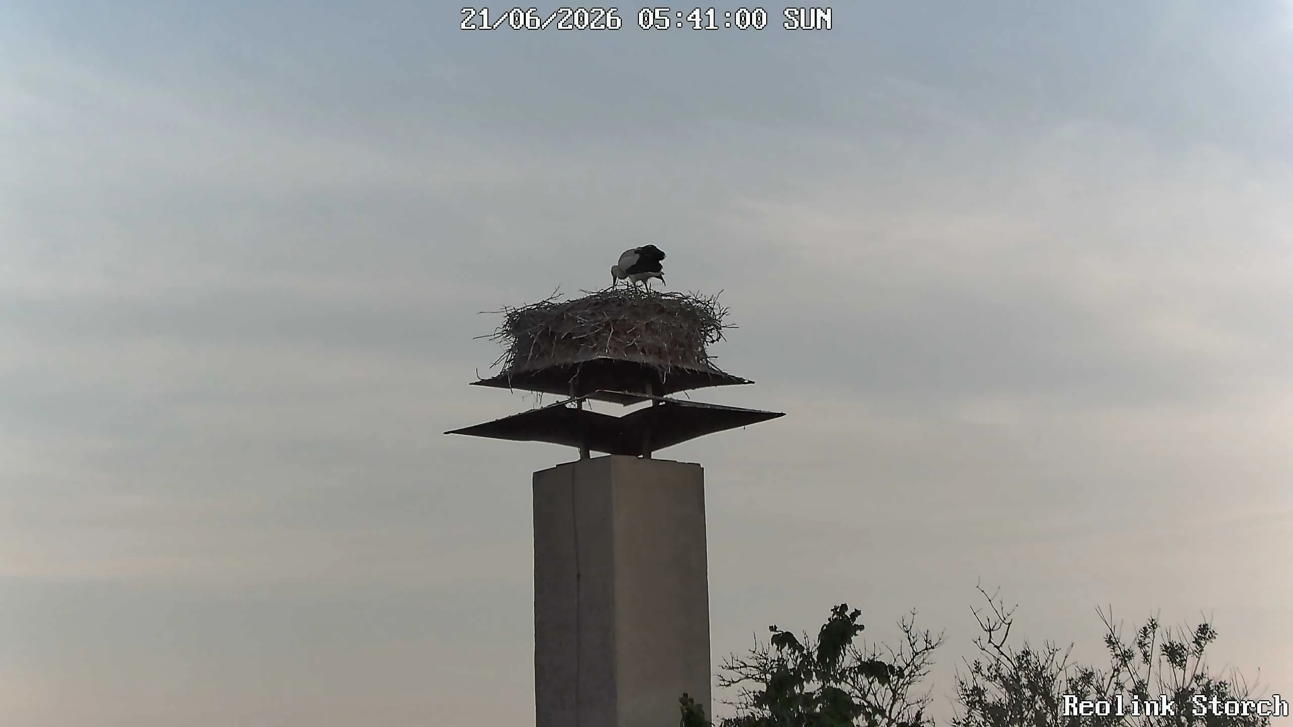 Storchencam Bild