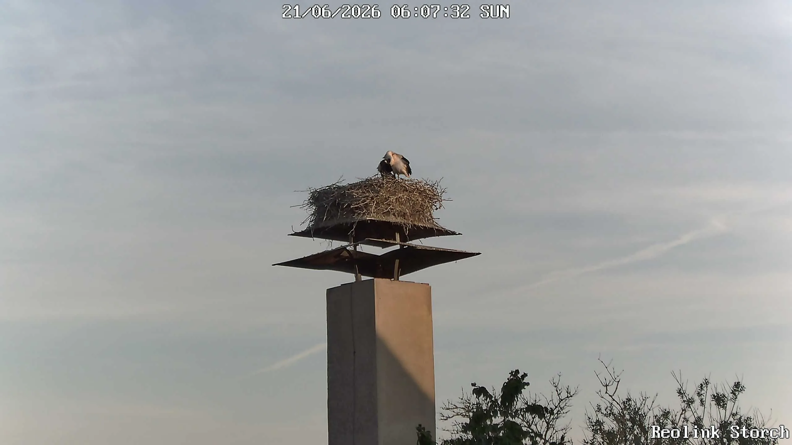 Storchencam Bild