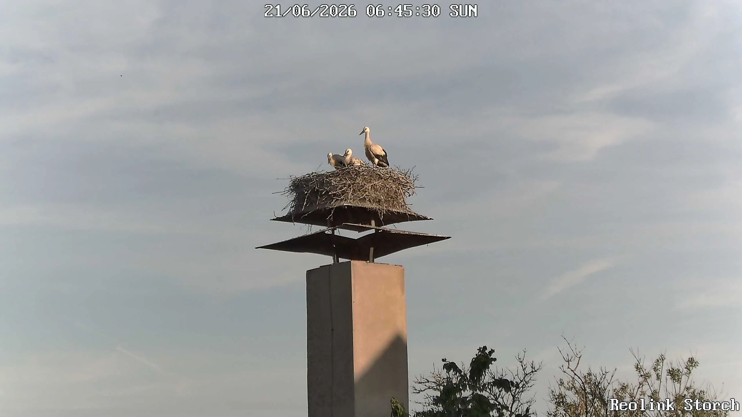 Storchencam Bild