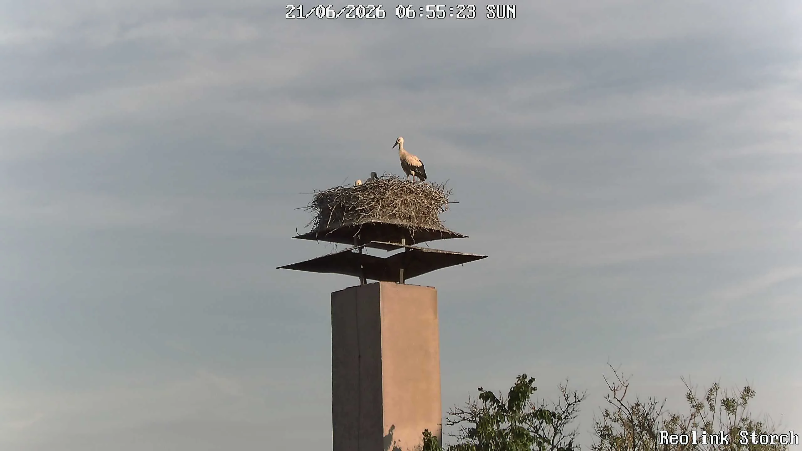 Storchencam Bild