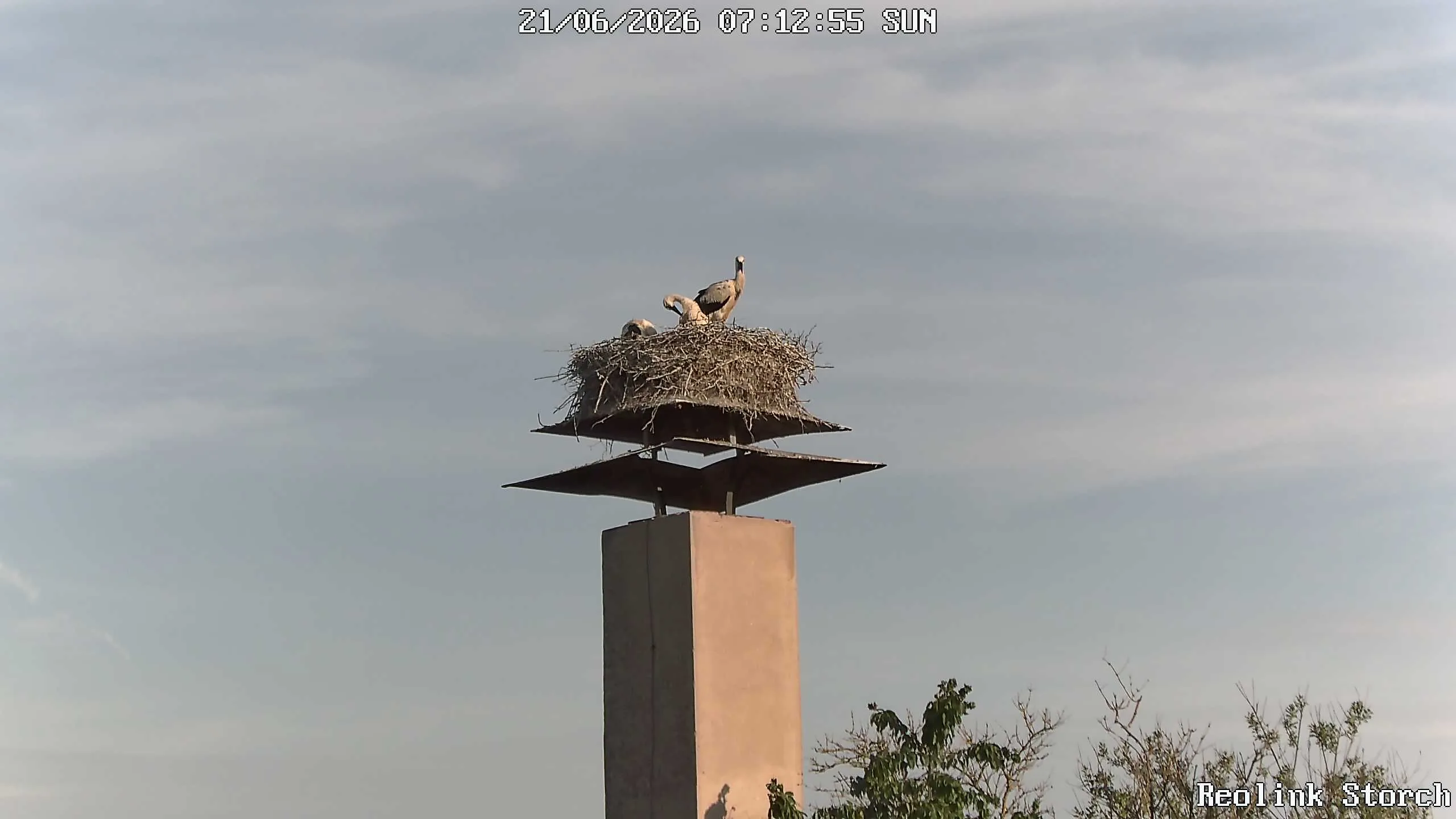 Storchencam Bild
