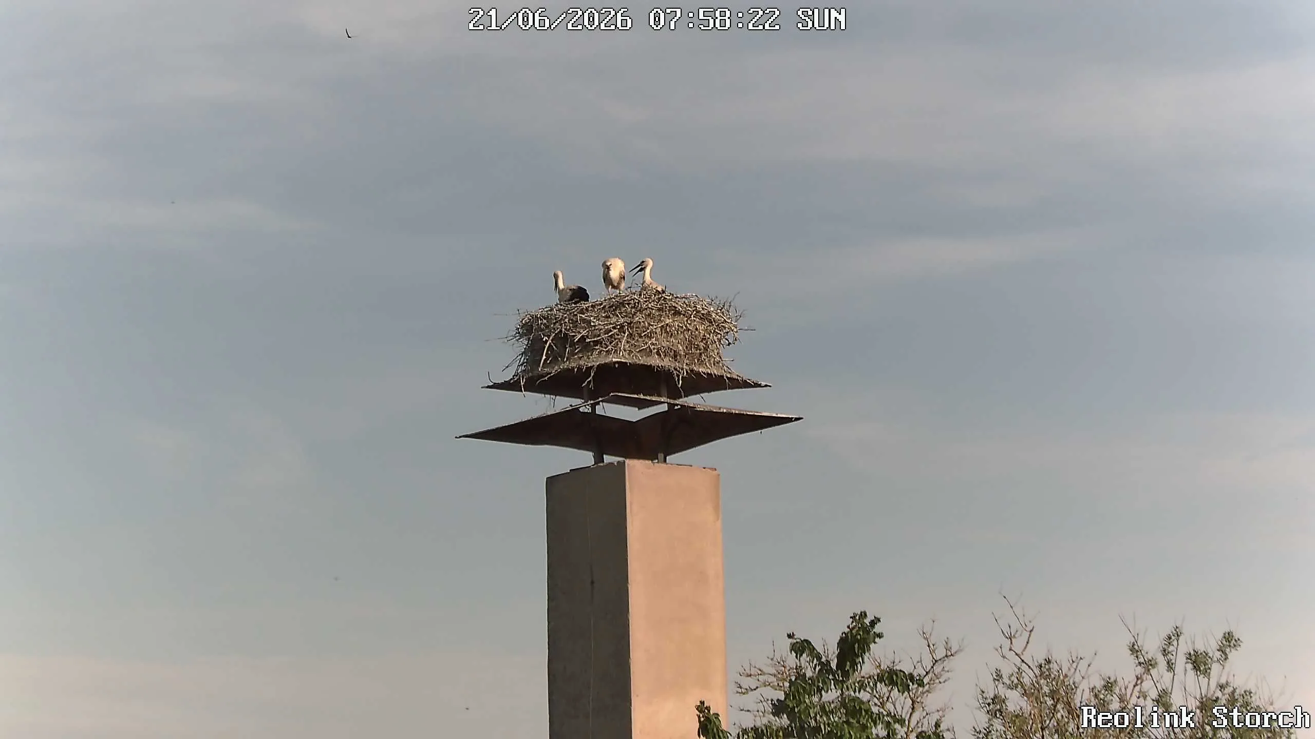 Storchencam Bild