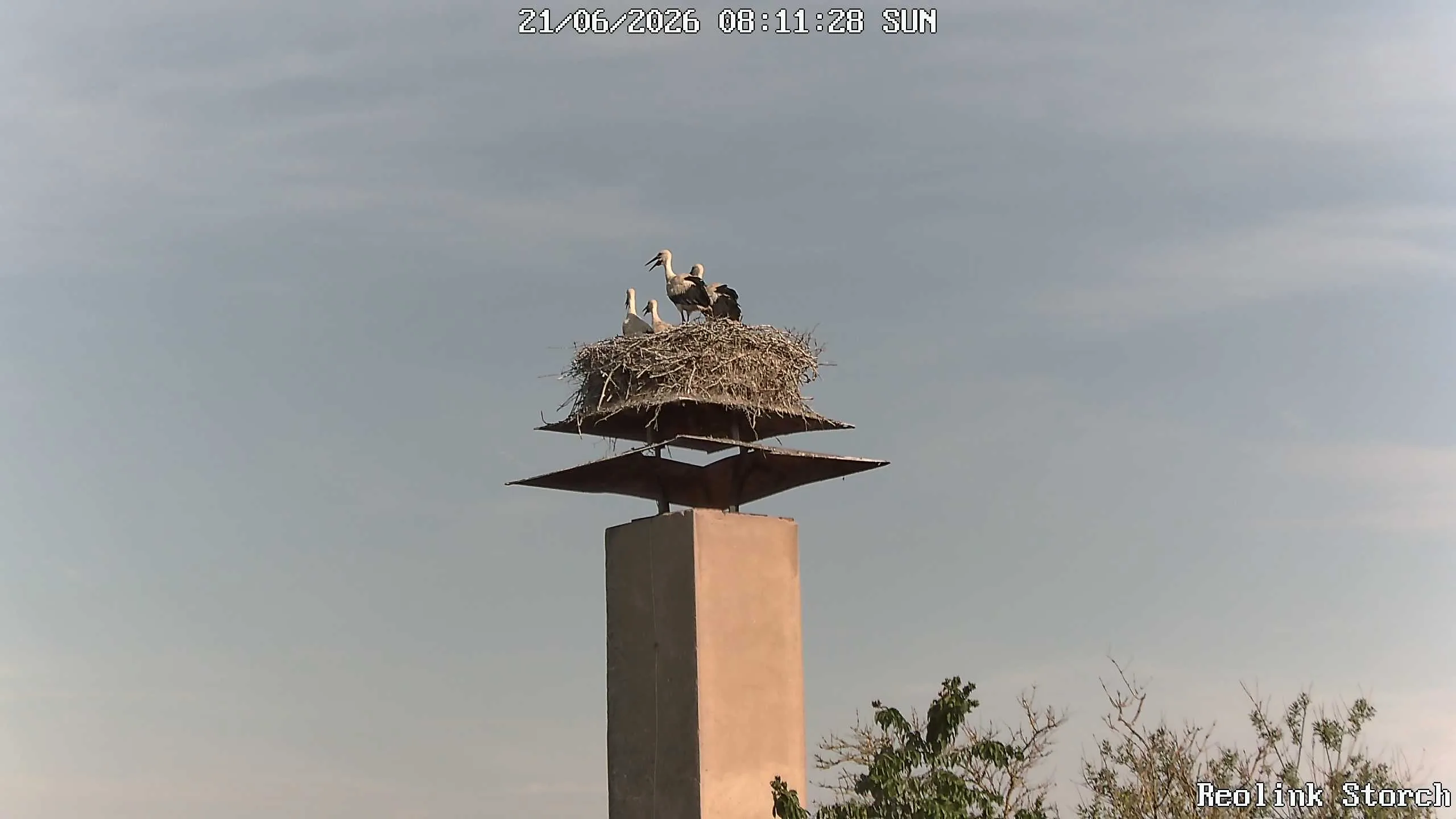 Storchencam Bild