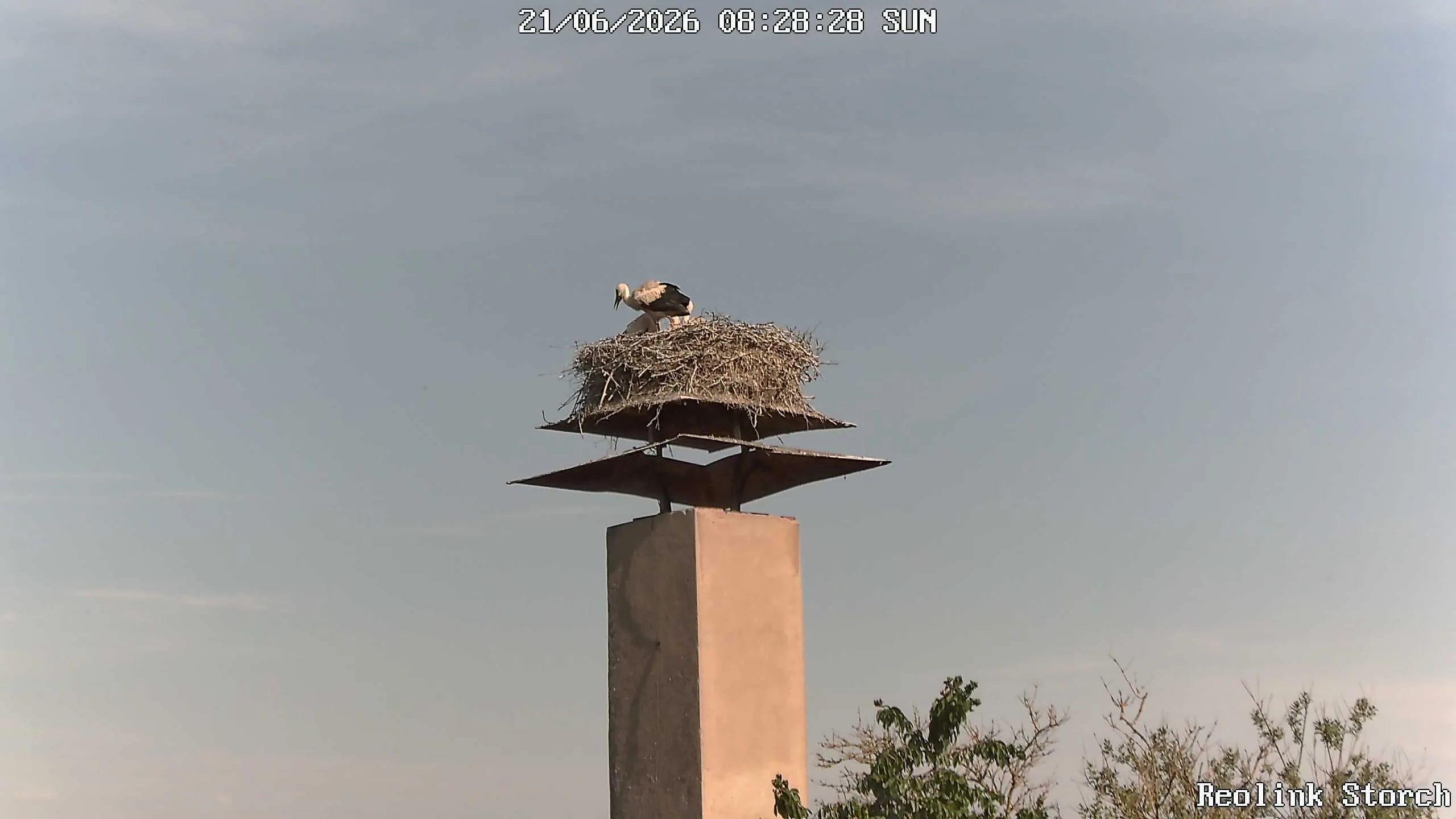 Storchencam Bild