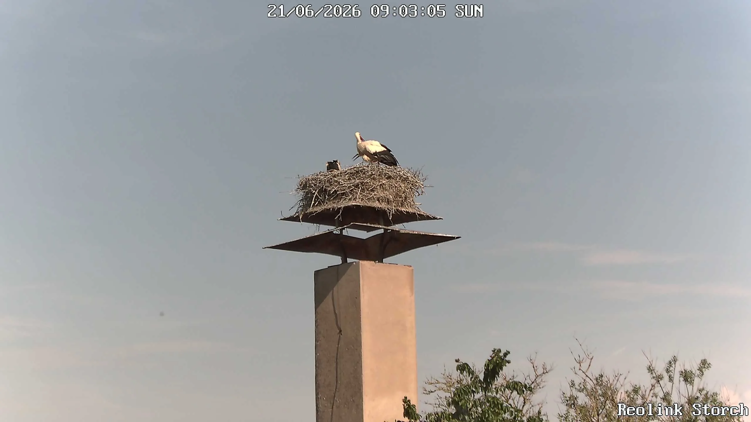 Storchencam Bild