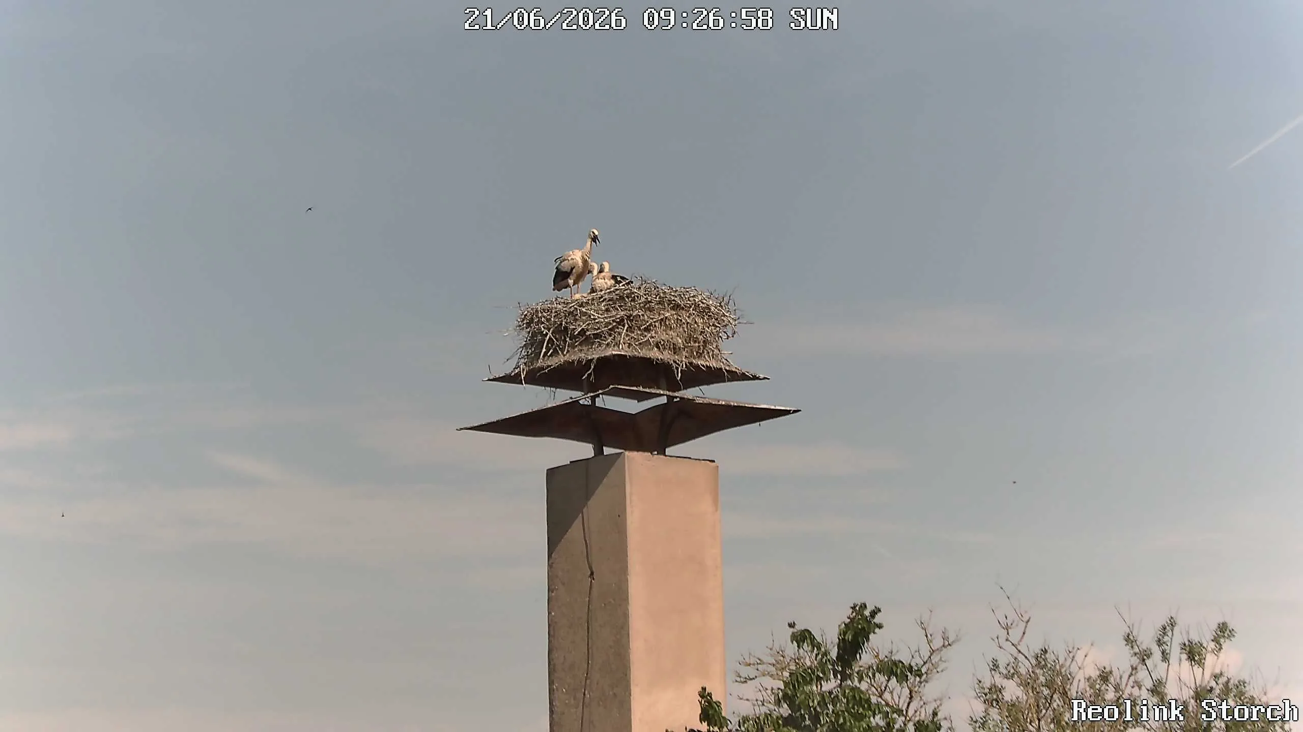 Storchencam Bild