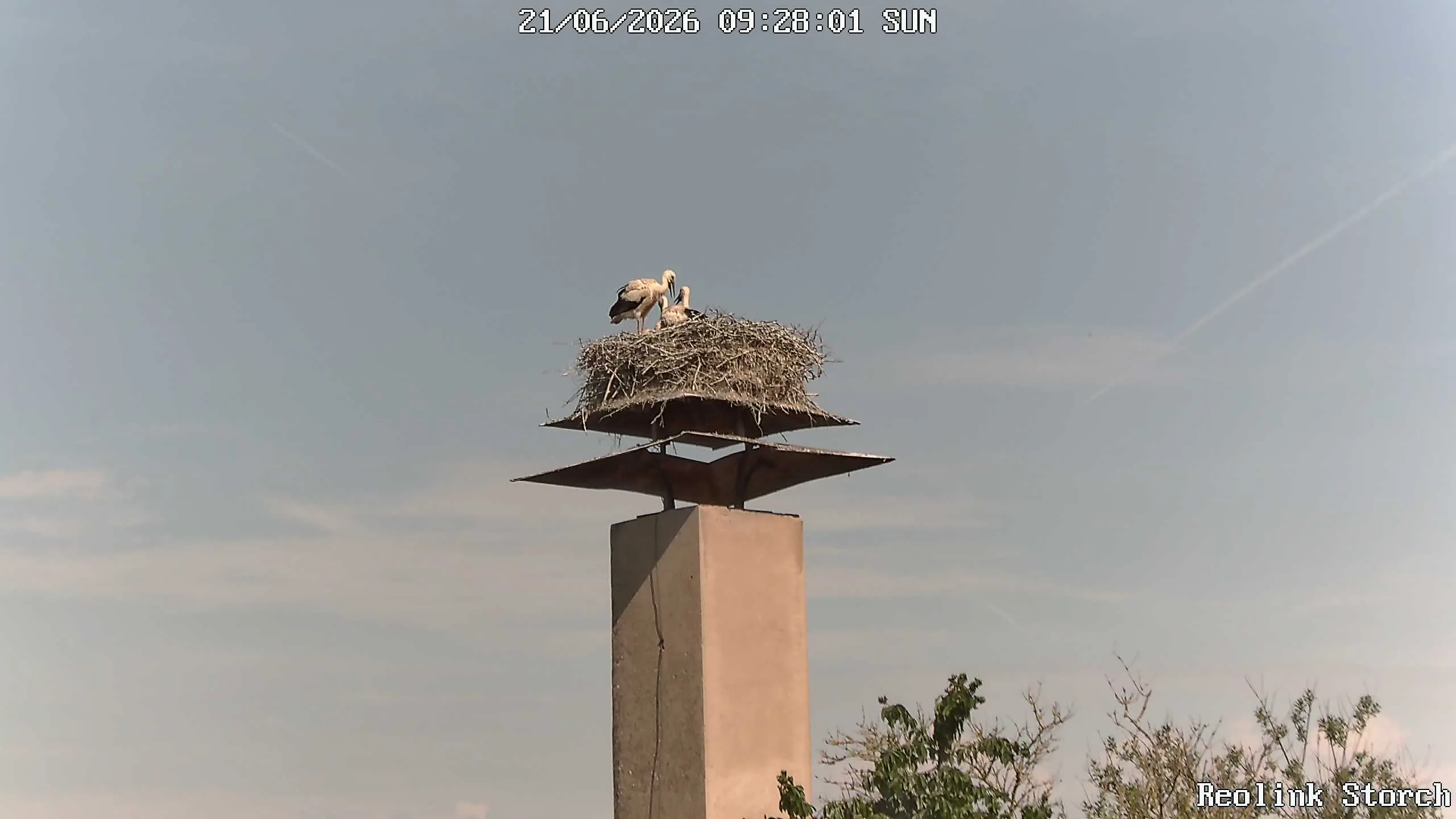Storchencam Bild