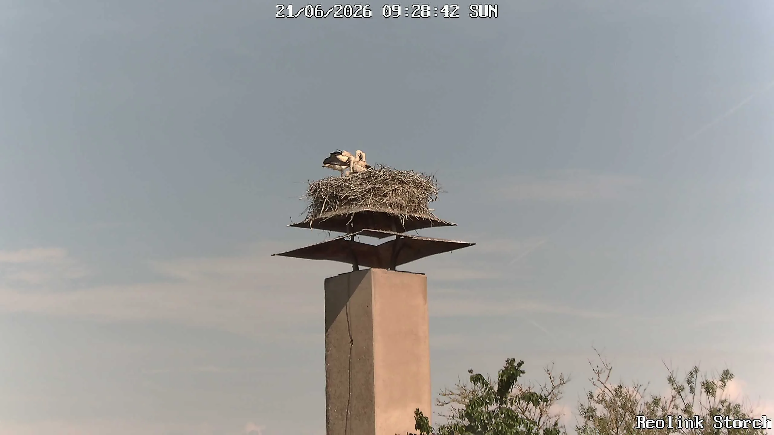 Storchencam Bild