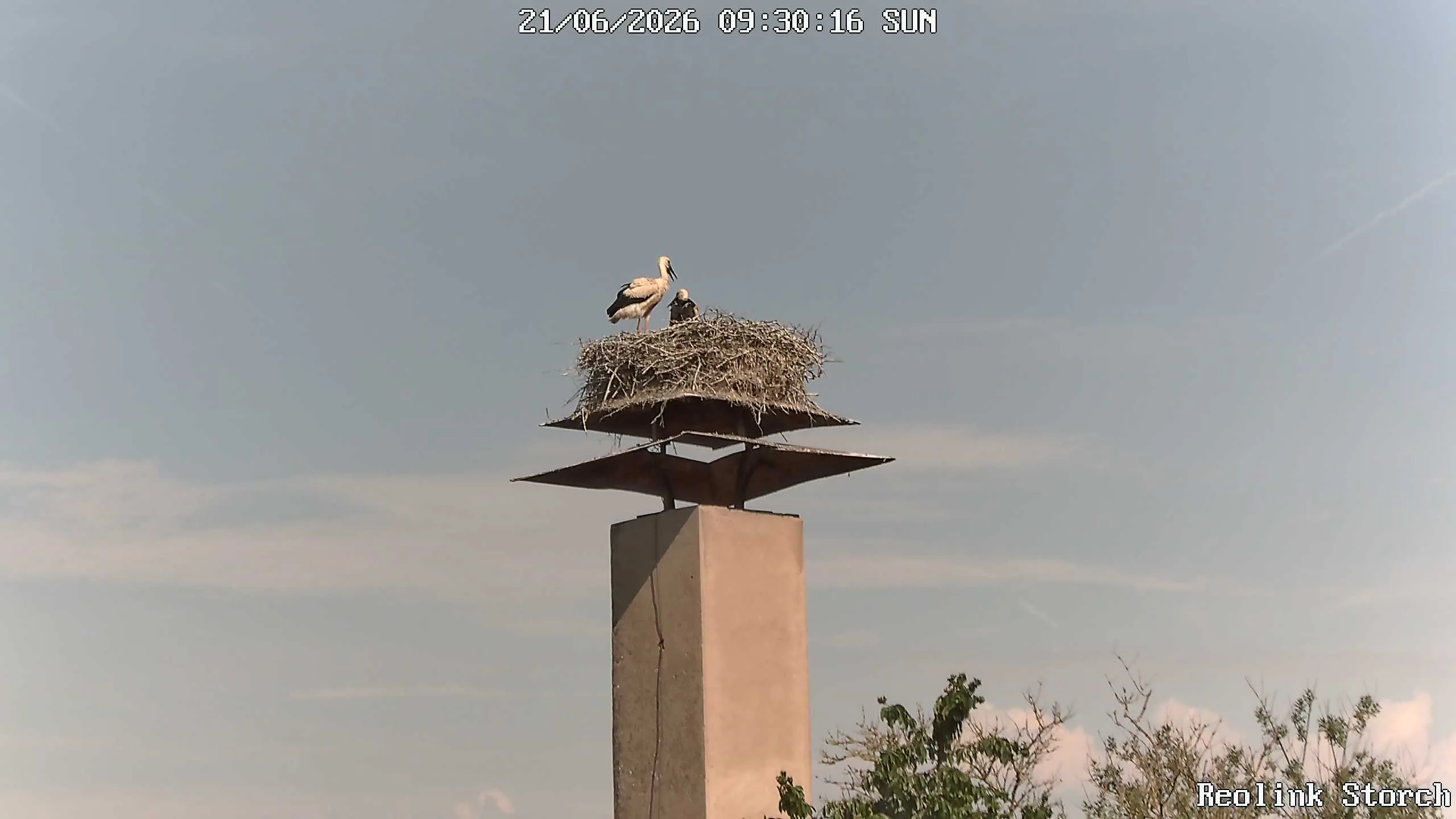 Storchencam Bild
