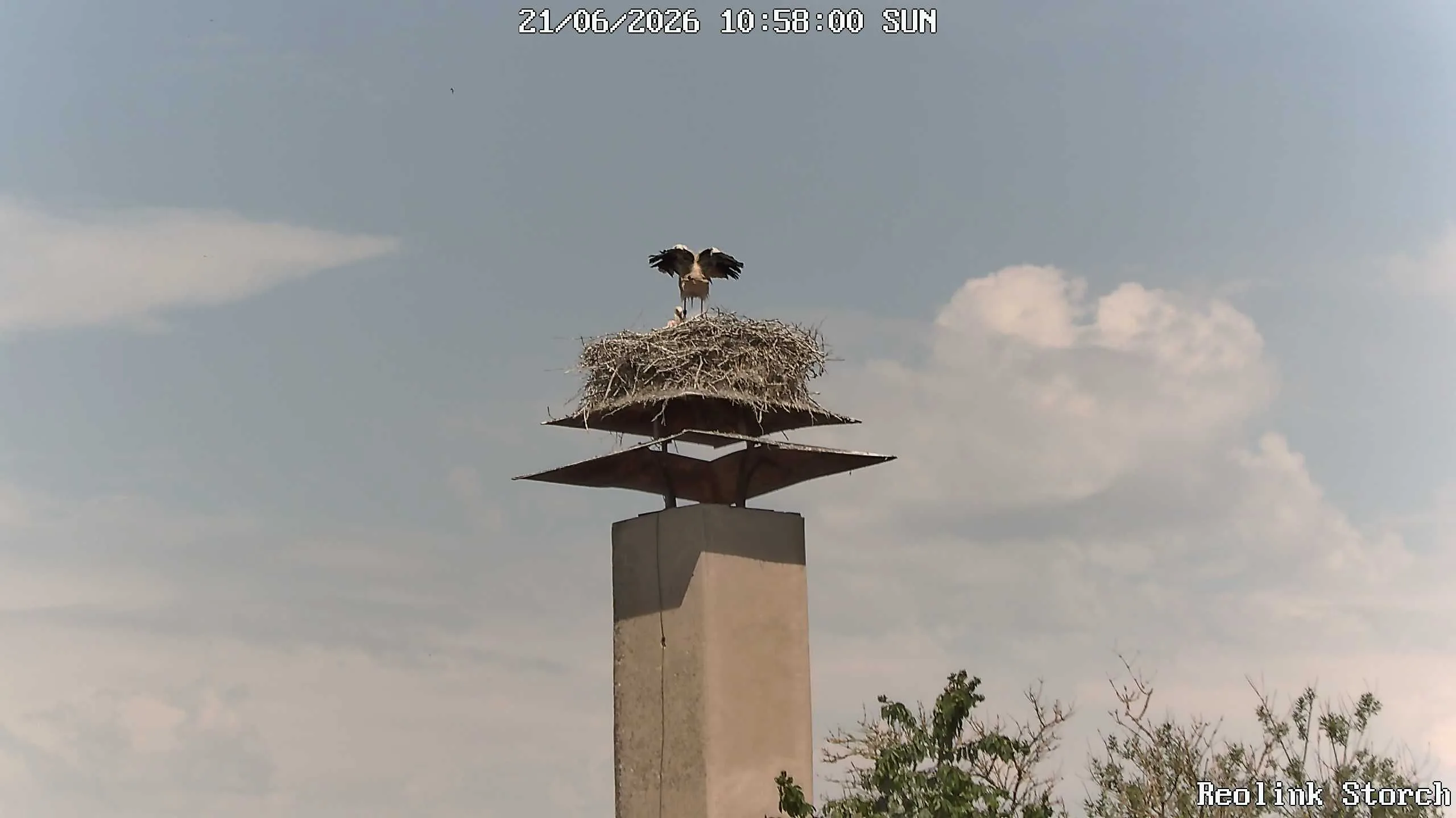 Storchencam Bild