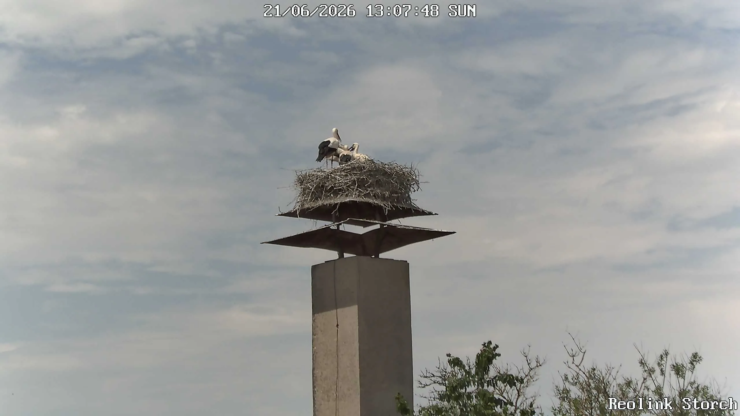 Storchencam Bild