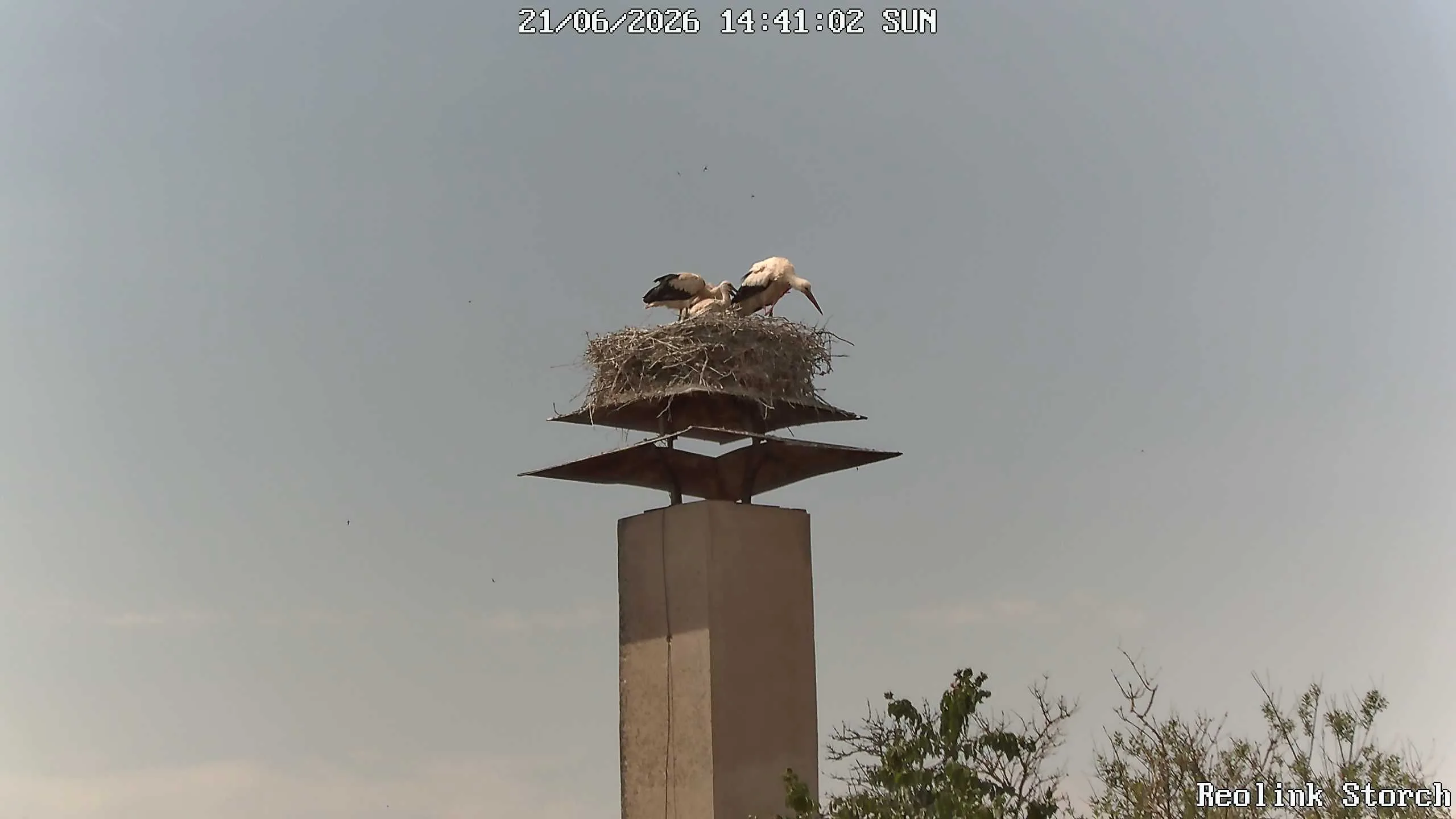 Storchencam Bild