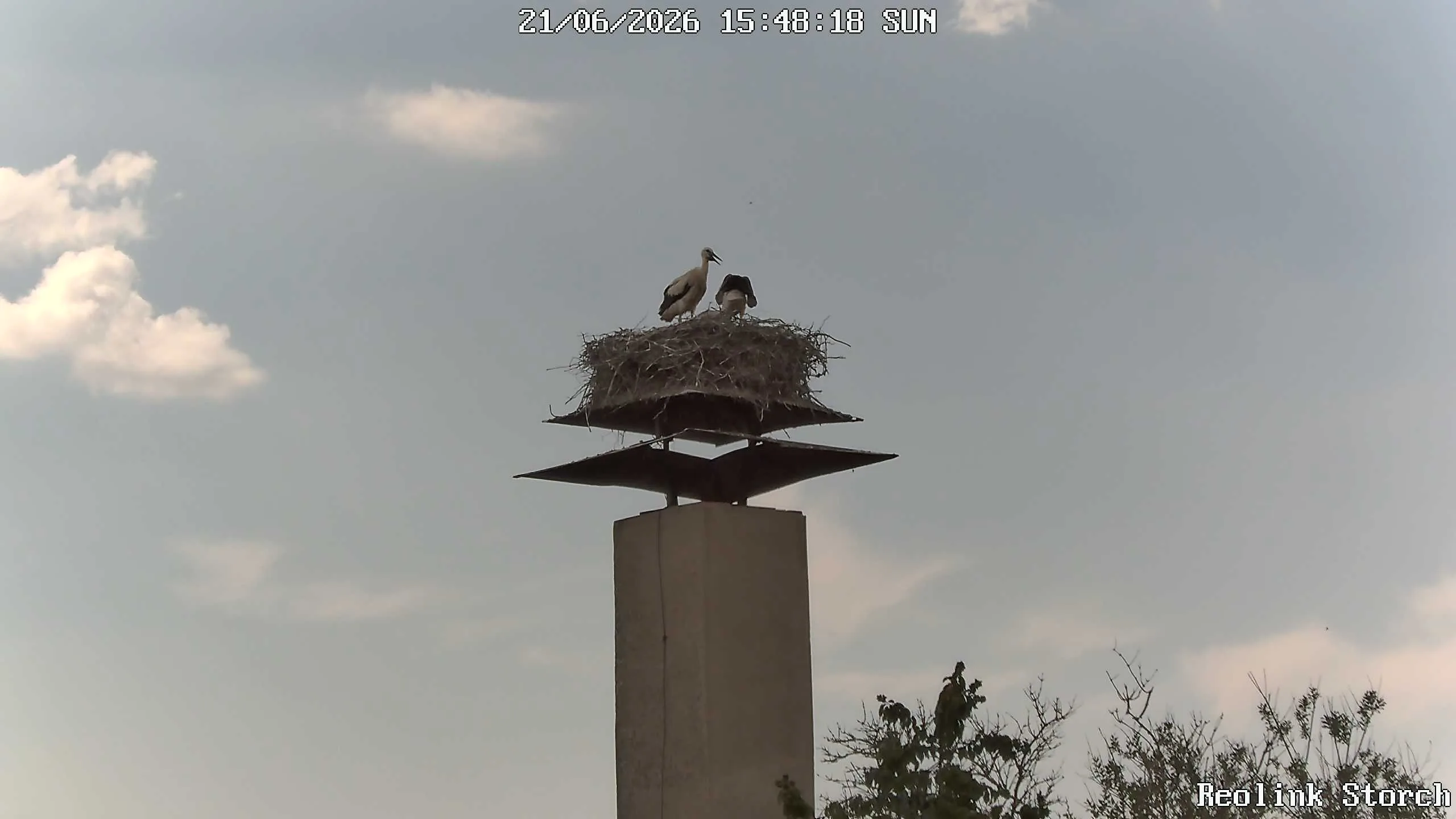 Storchencam Bild