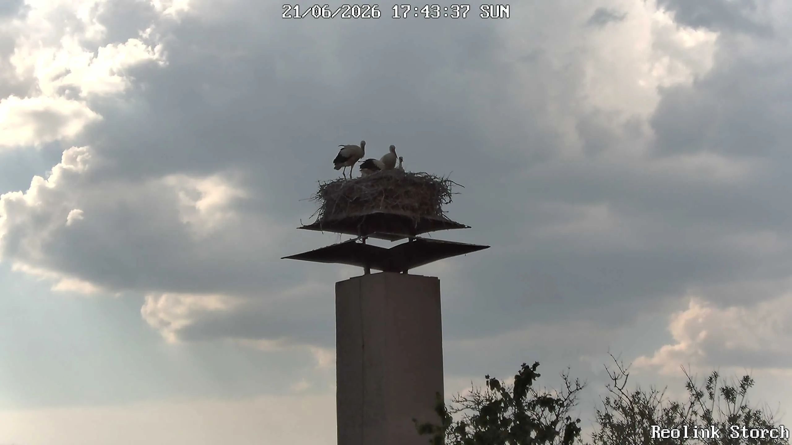 Storchencam Bild