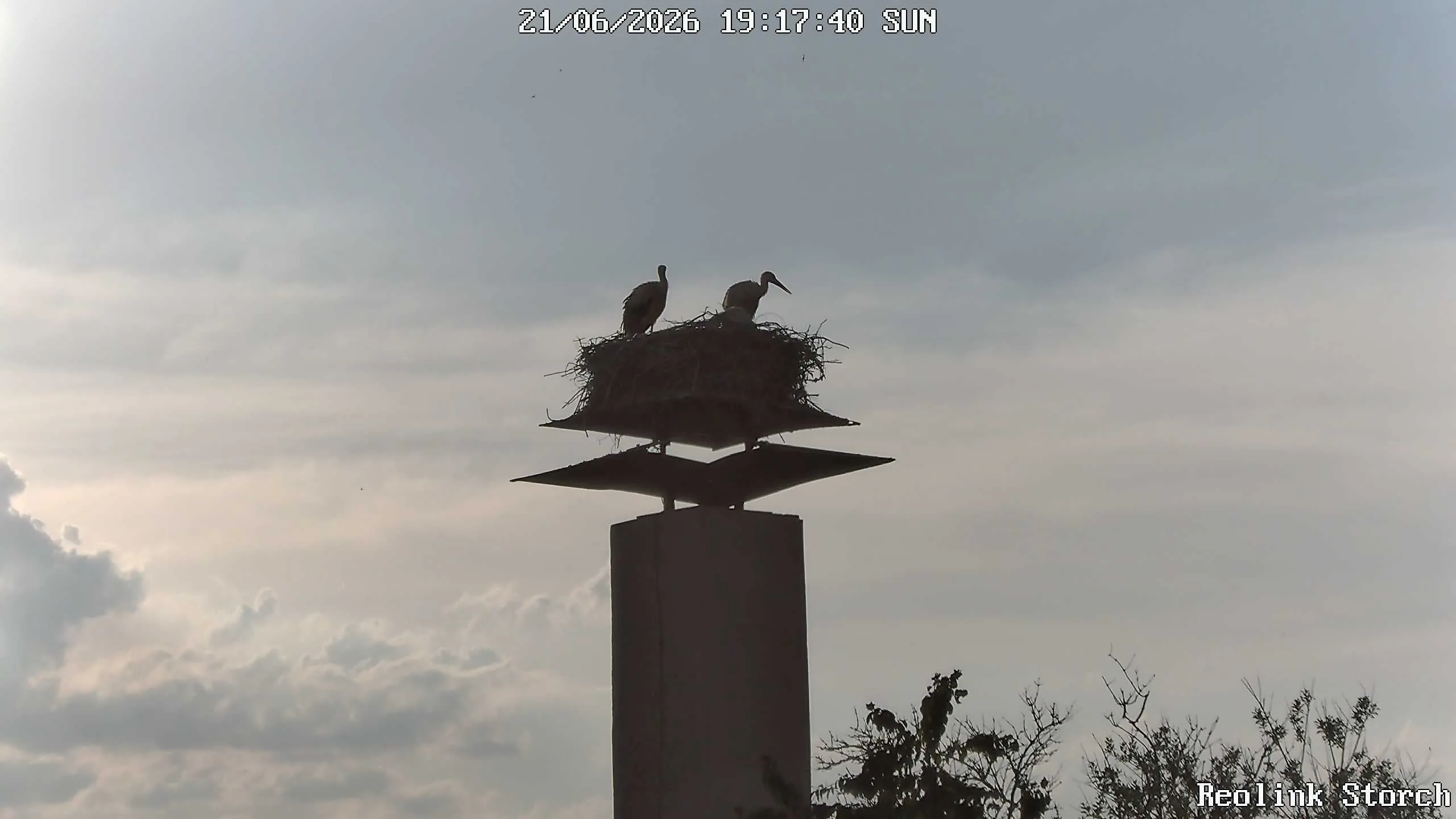 Storchencam Bild