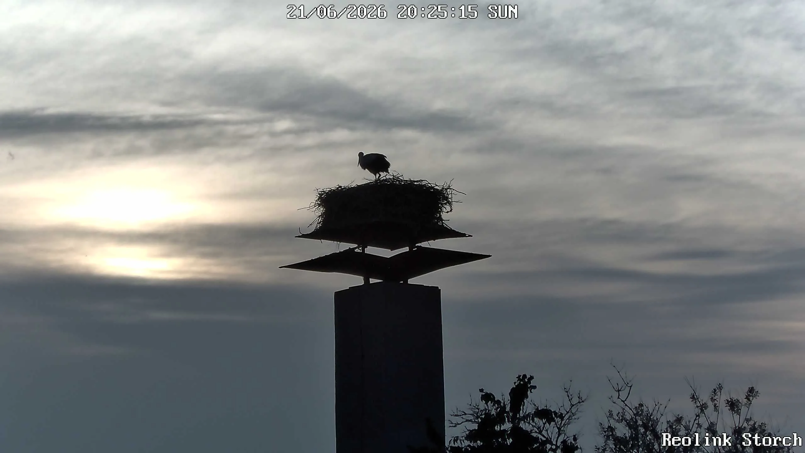Storchencam Bild