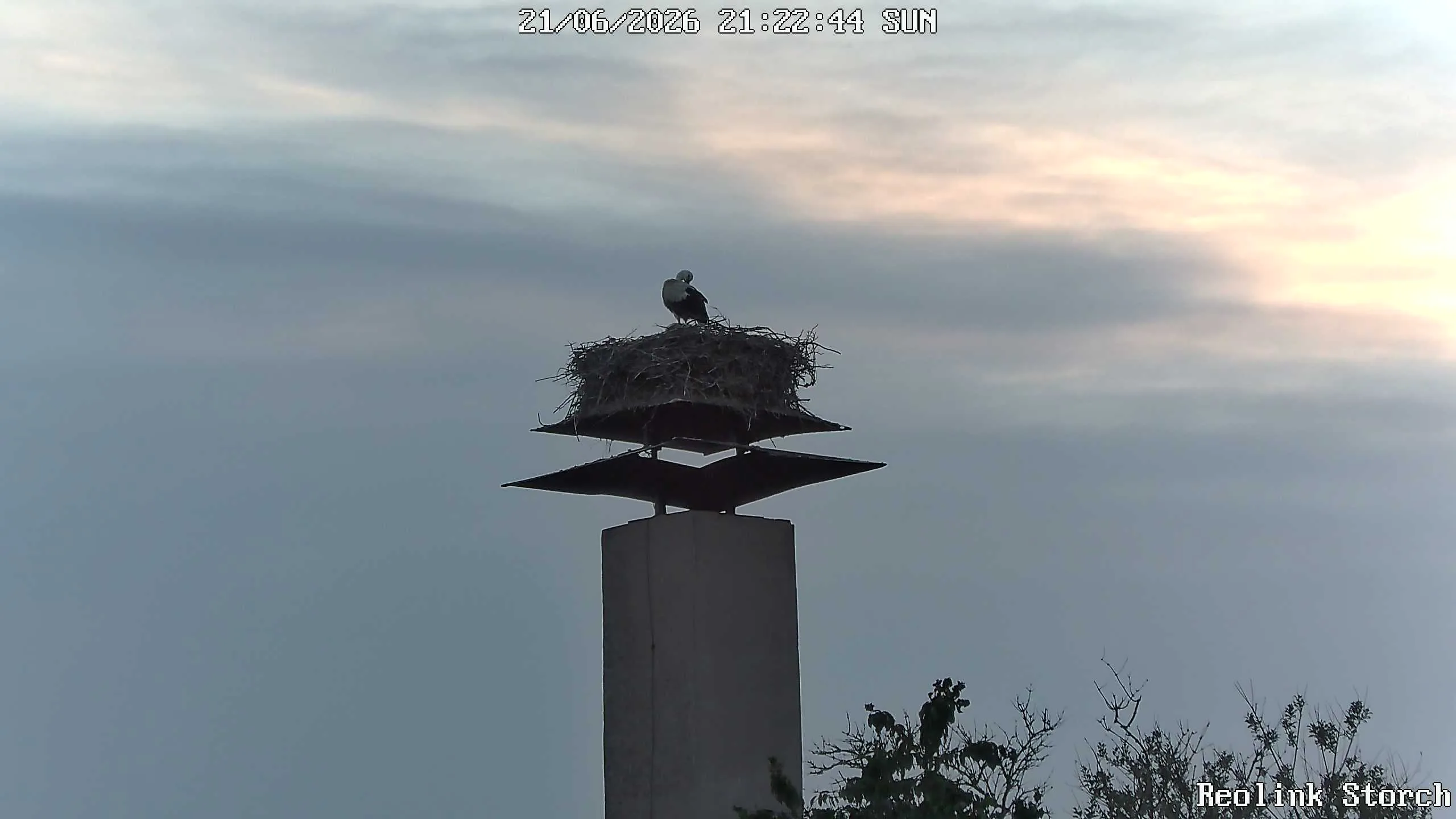 Storchencam Bild