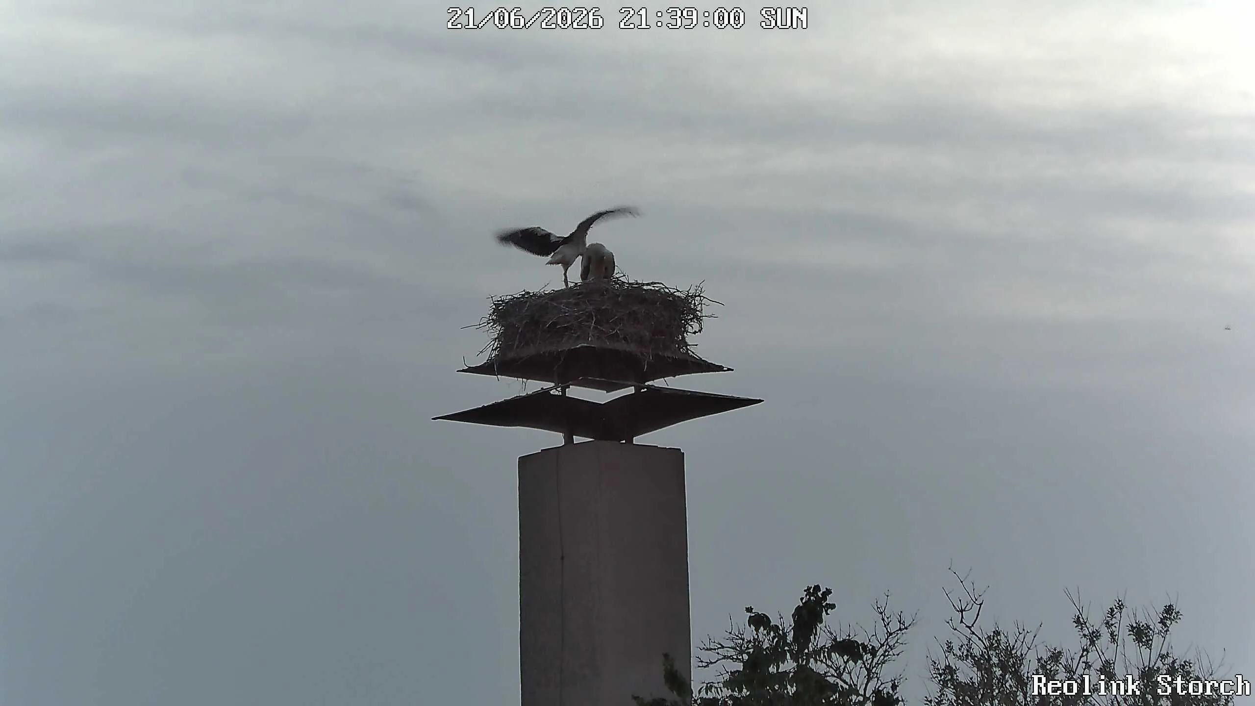 Storchencam Bild
