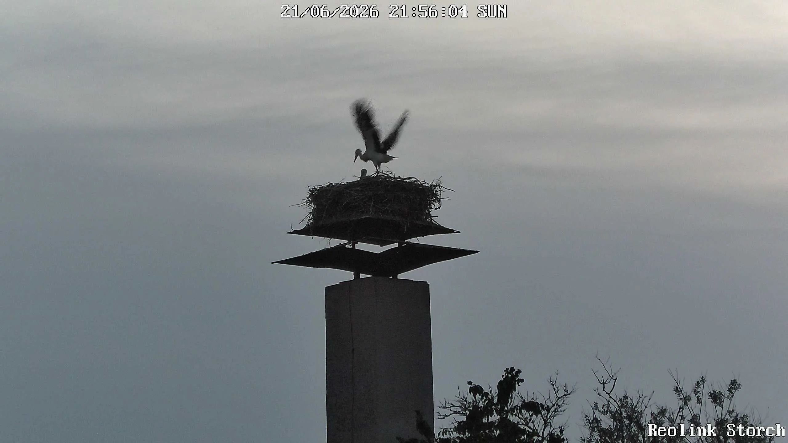 Storchencam Bild