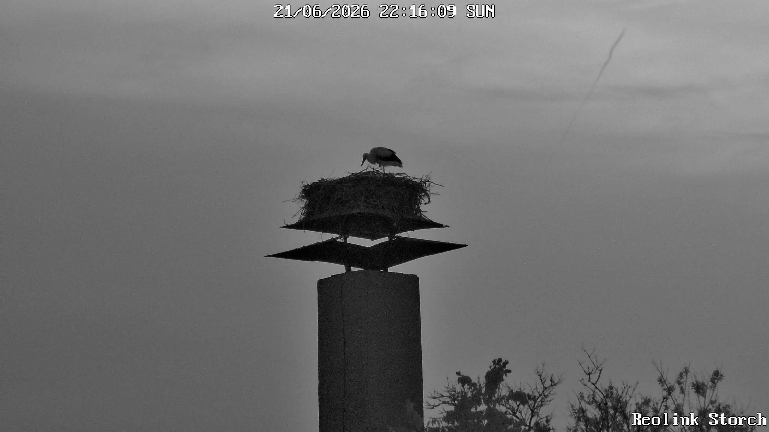 Storchencam Bild