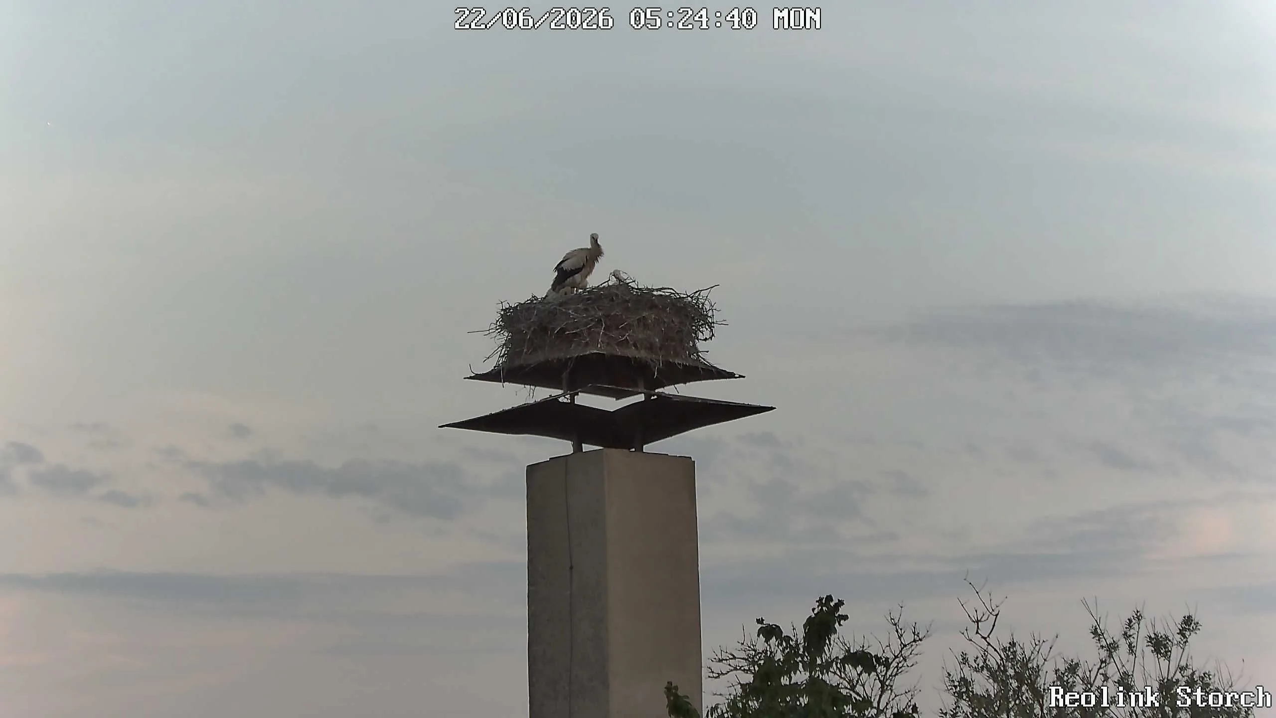 Storchencam Bild