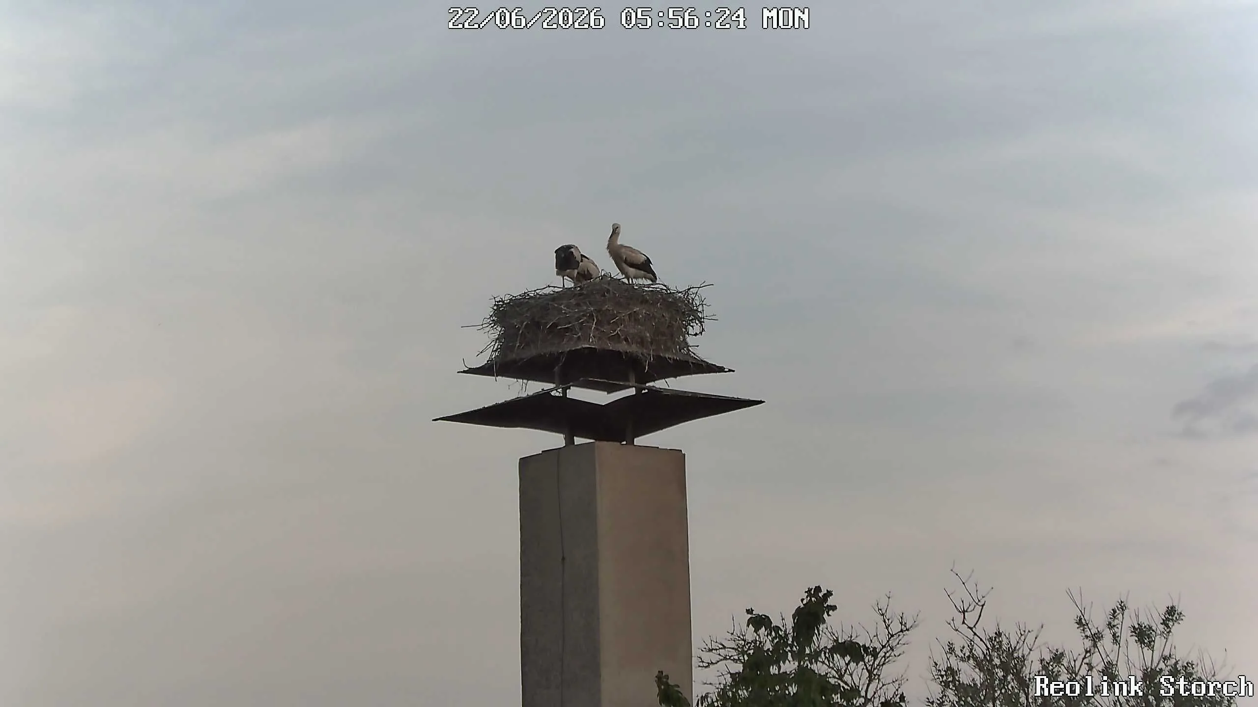 Storchencam Bild