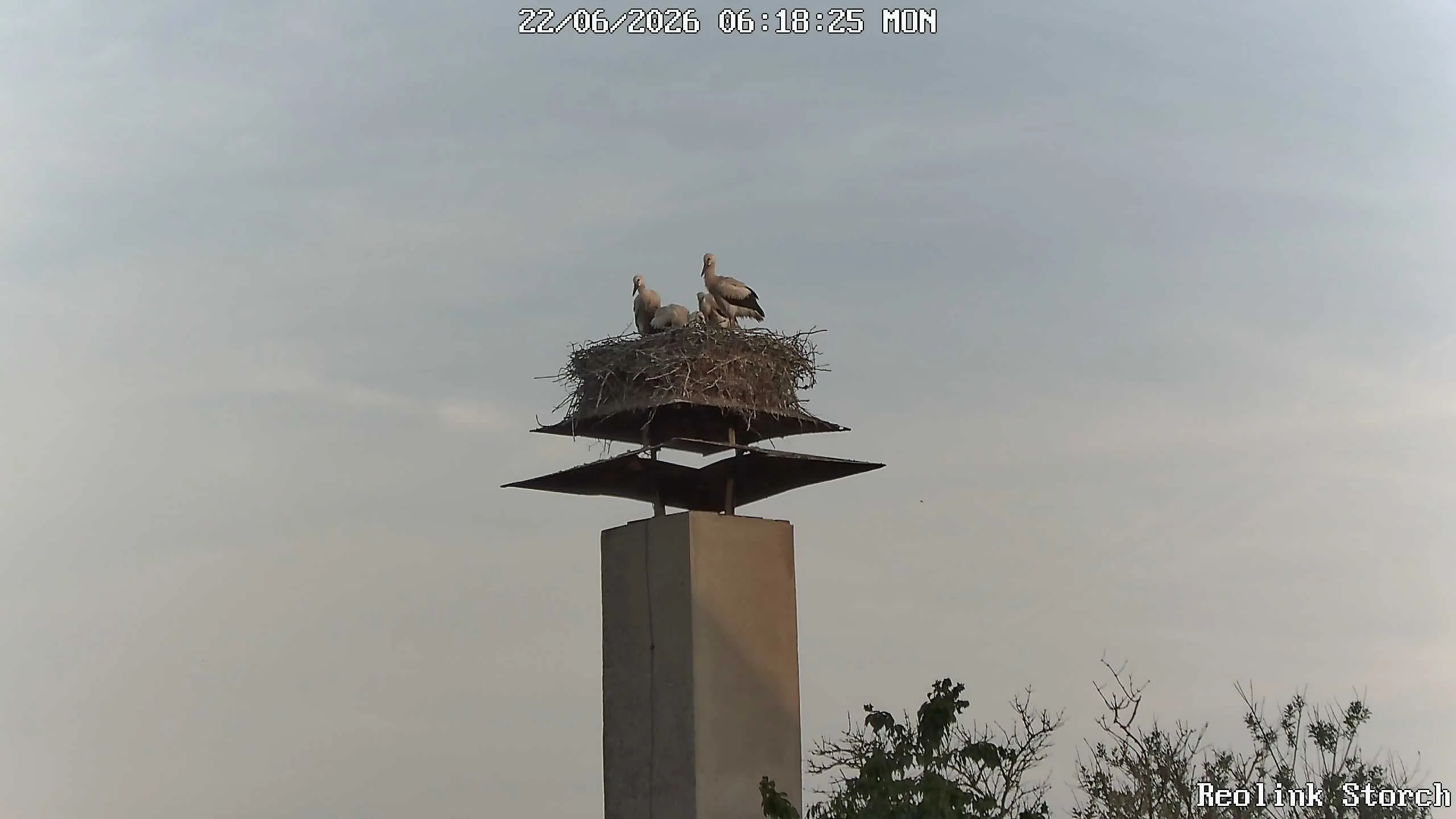 Storchencam Bild