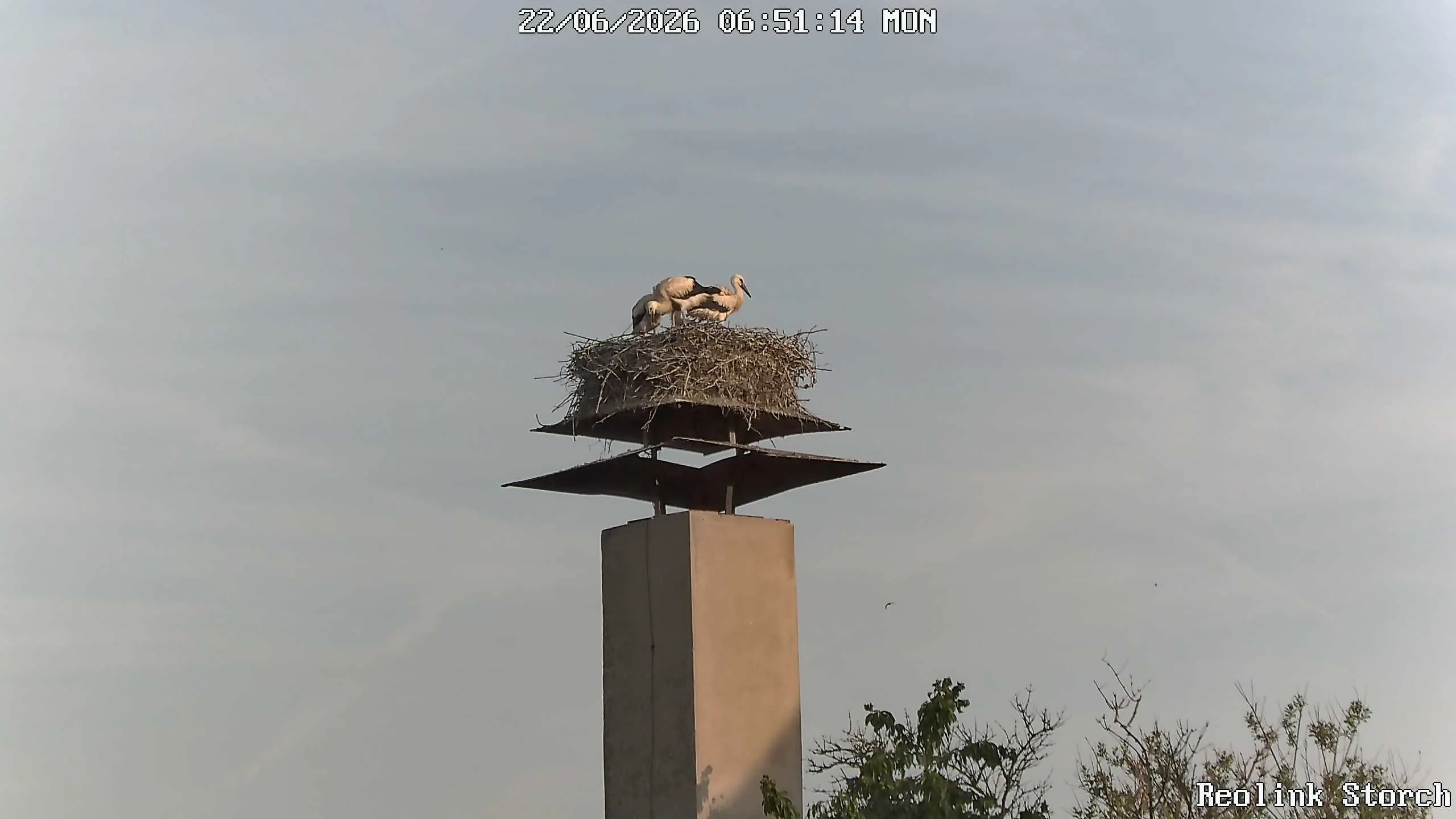 Storchencam Bild