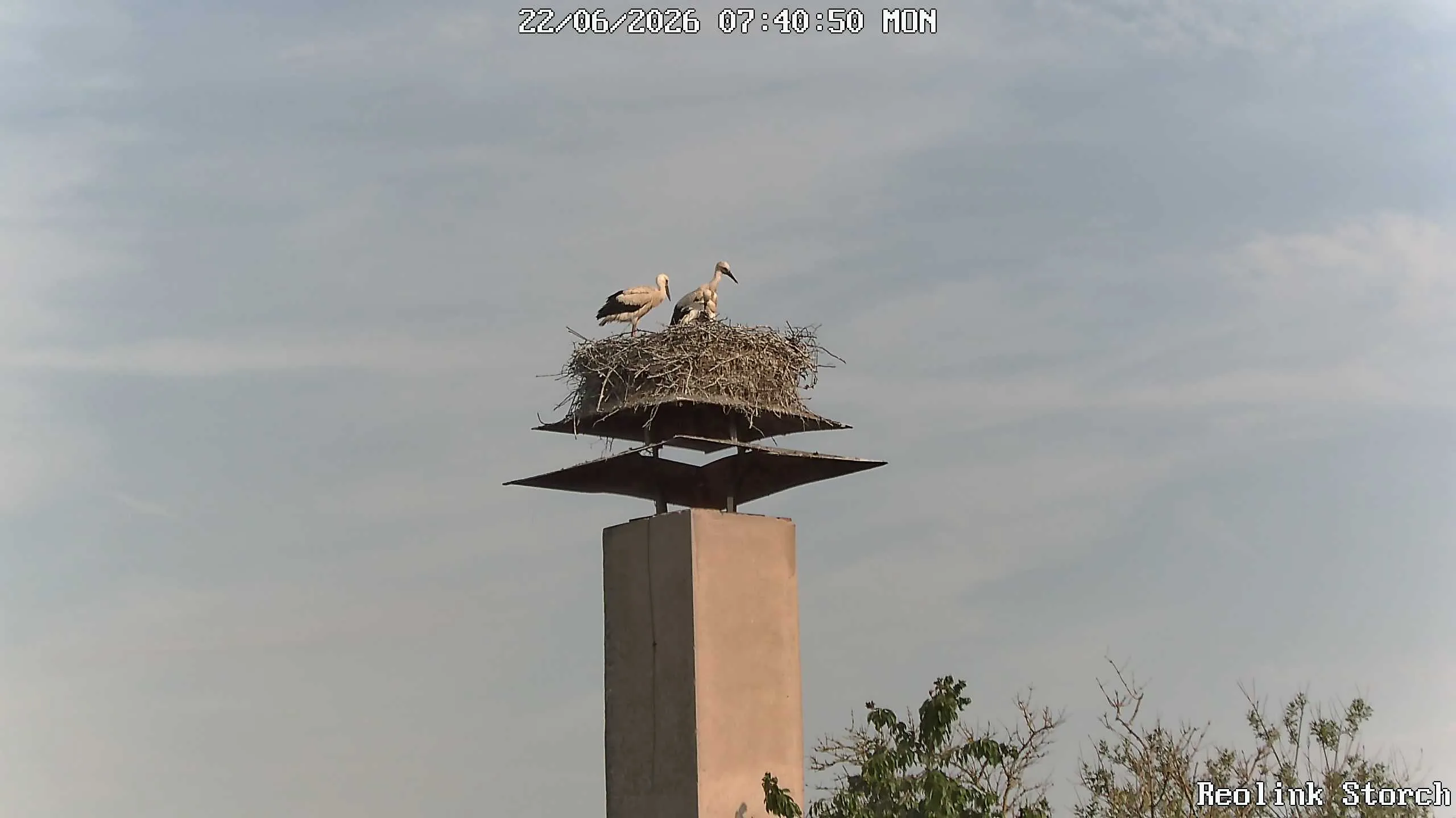 Storchencam Bild